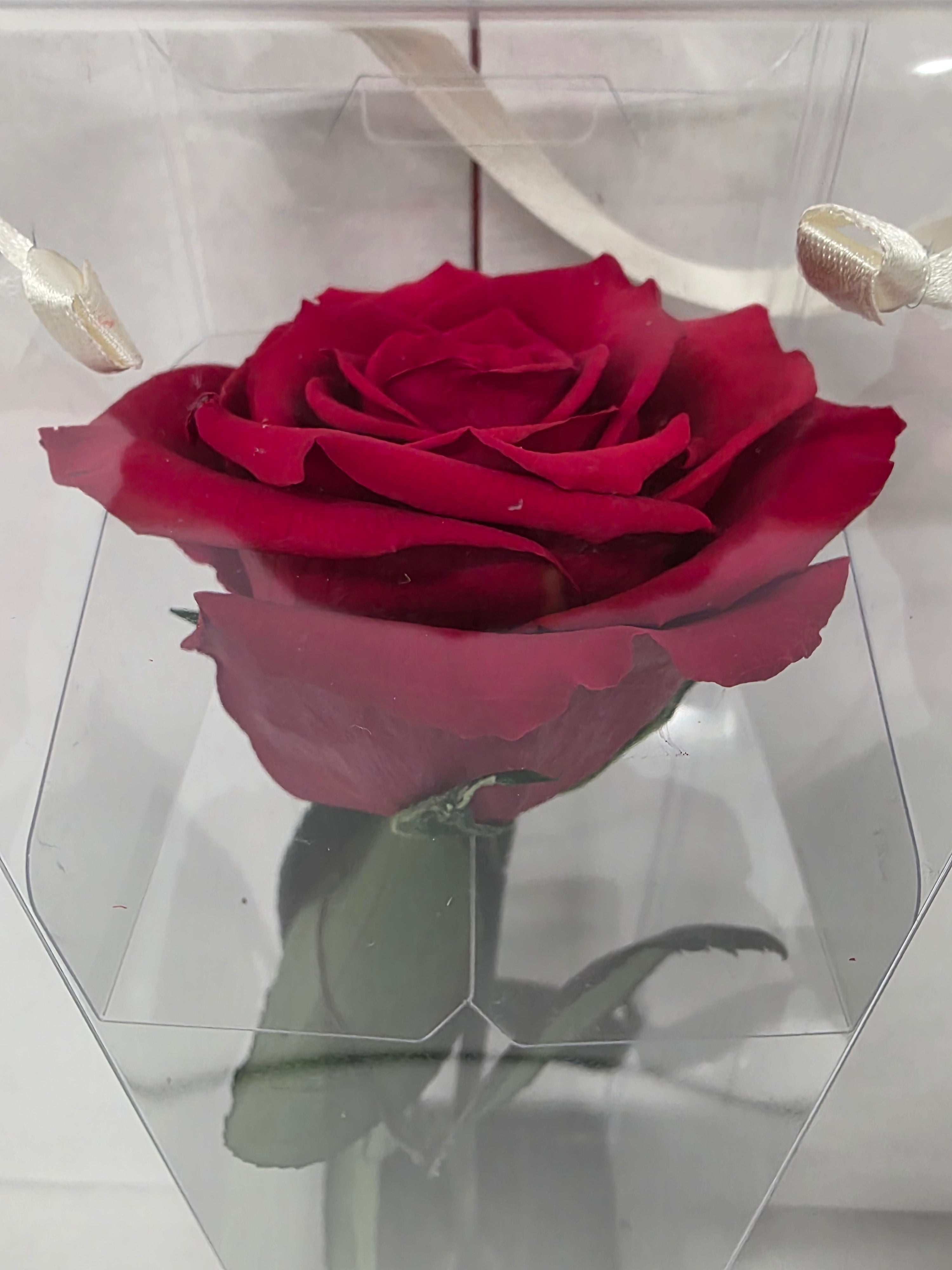 Preserved Rosa With Stem Red 01 30cm