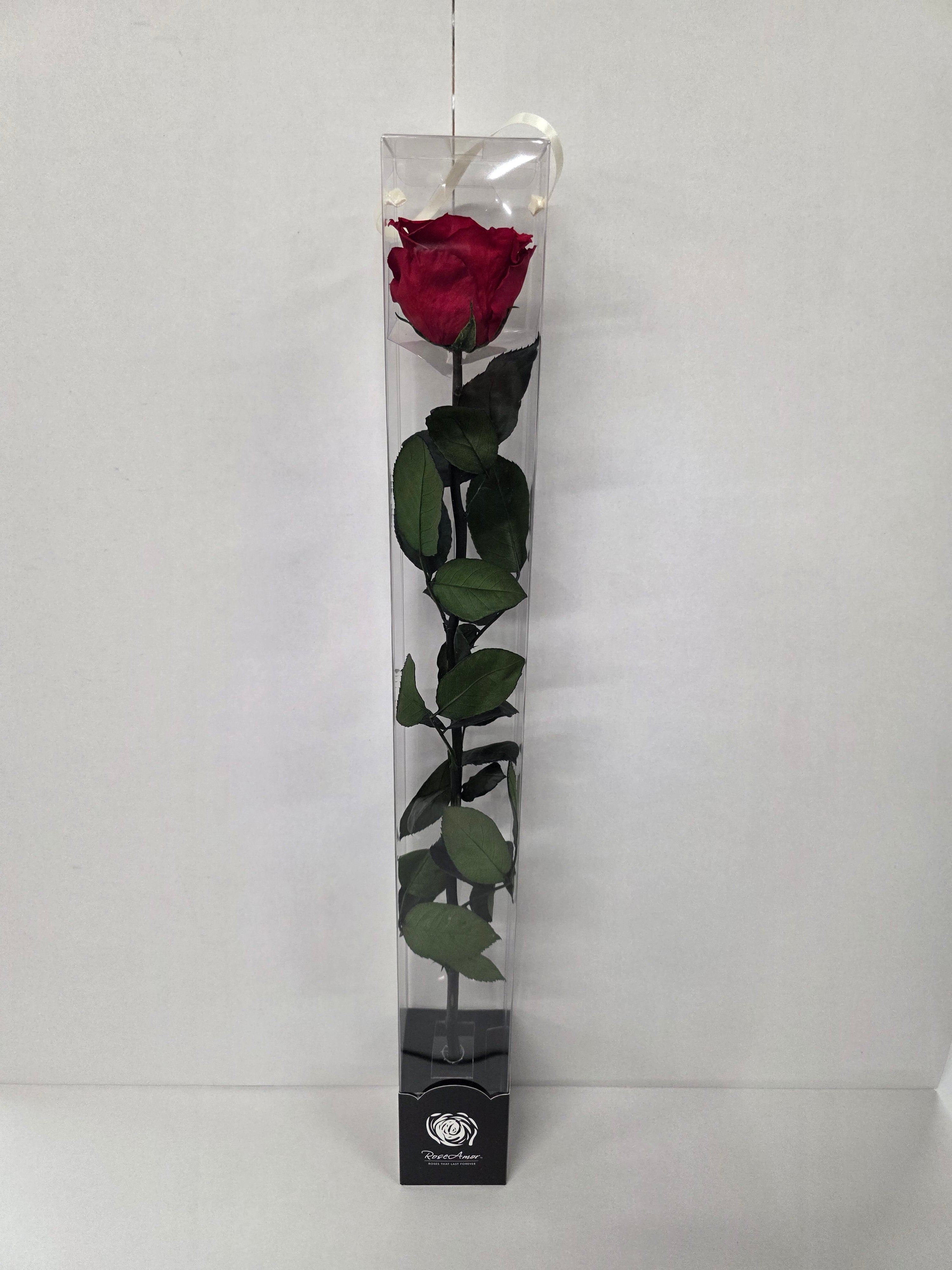 Preserved Rosa With Stem Red 02 60cm