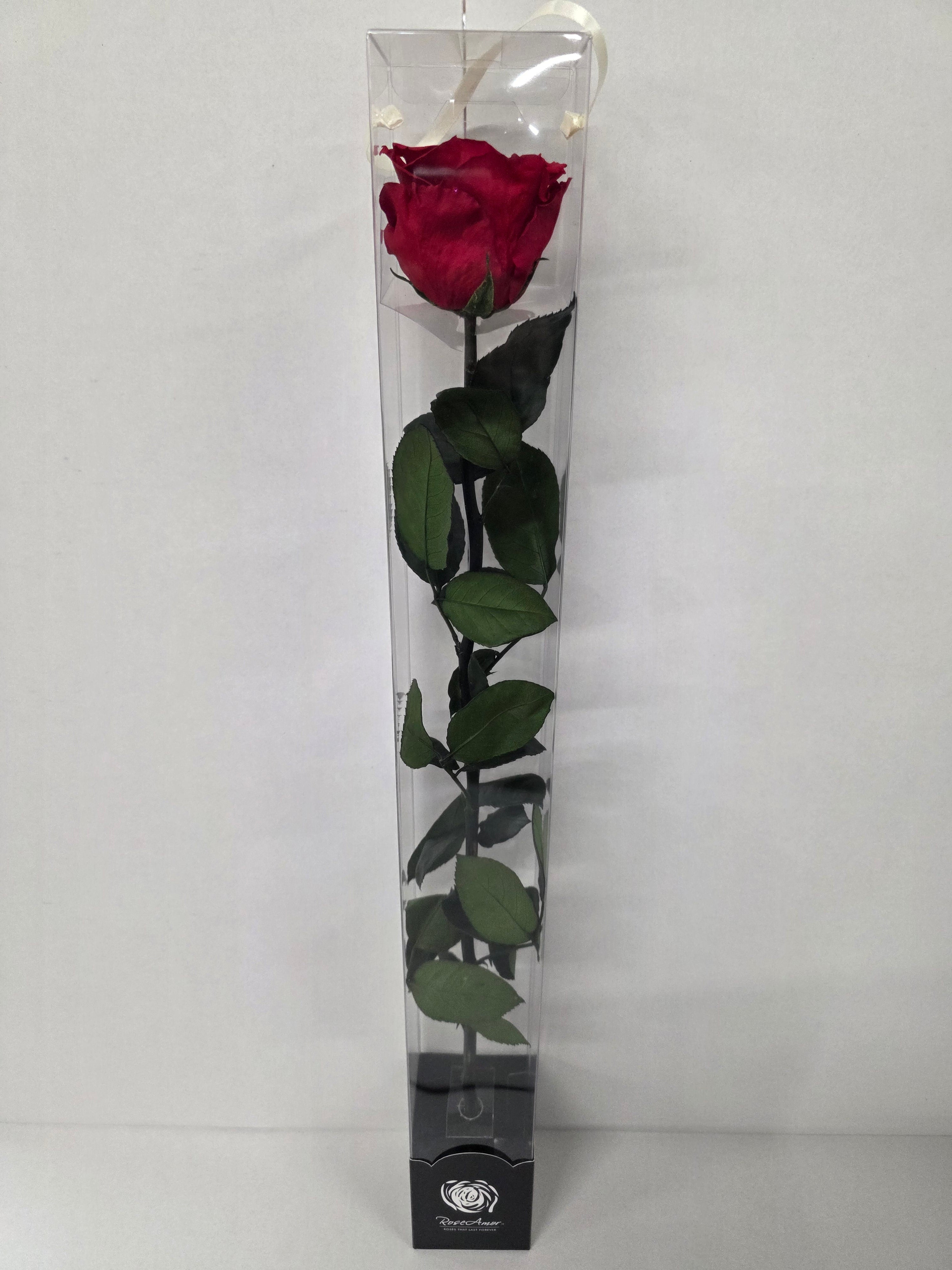 Preserved Rosa With Stem Red 02 60cm