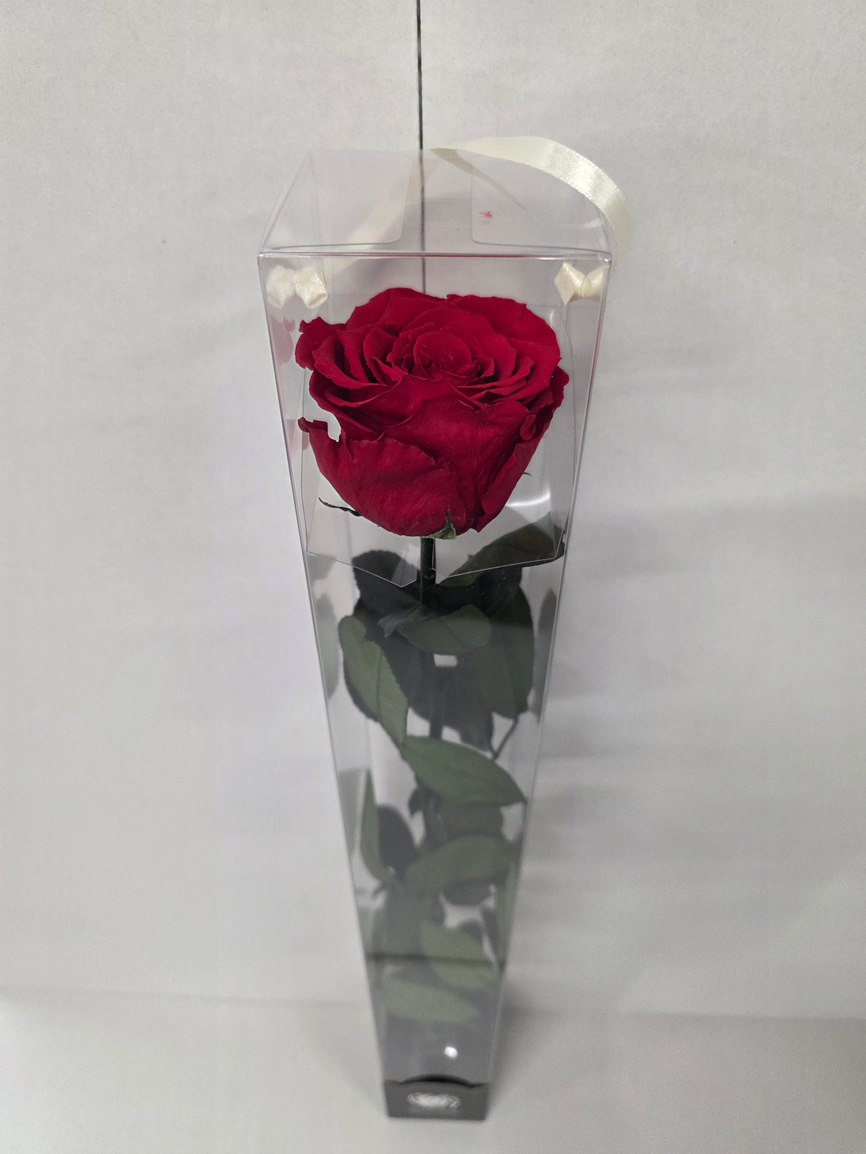 Preserved Rosa With Stem Red 02 60cm