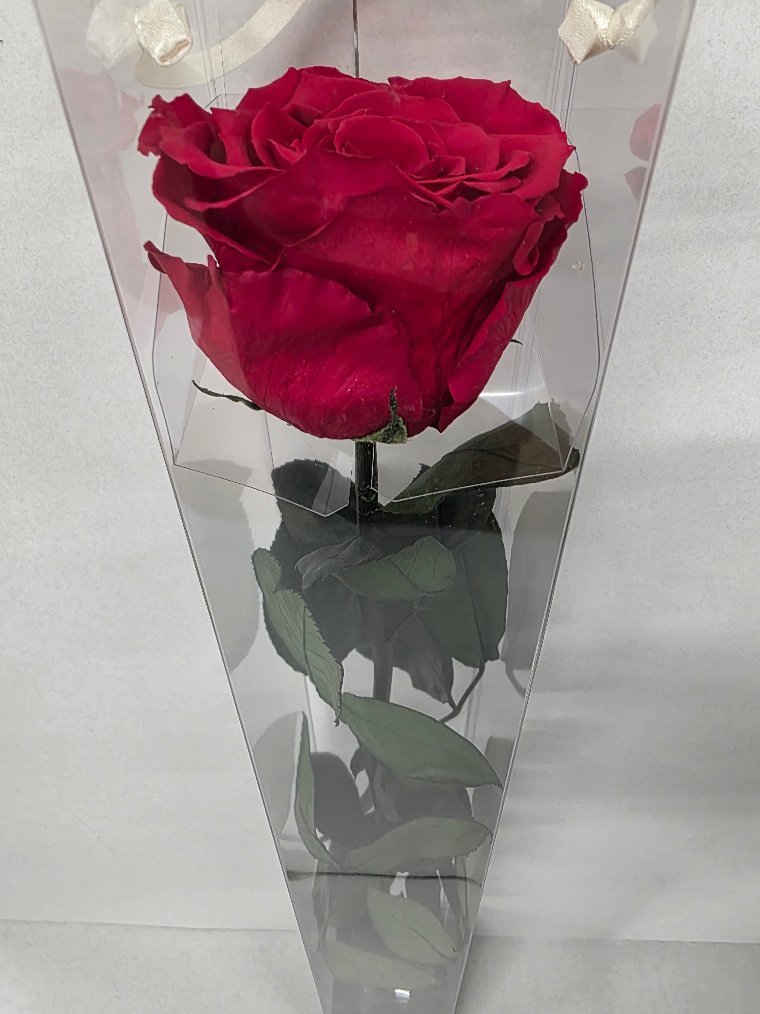 Preserved Rosa With Stem Red 02 60cm