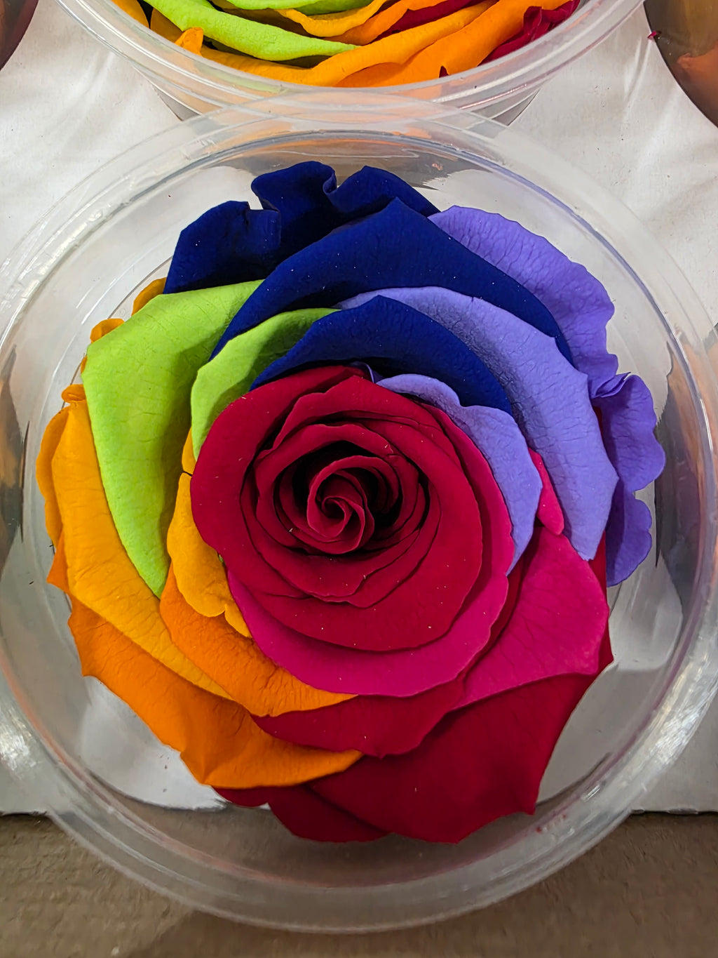 Artificial Preserved Rosa Xl Rainbow Red 02