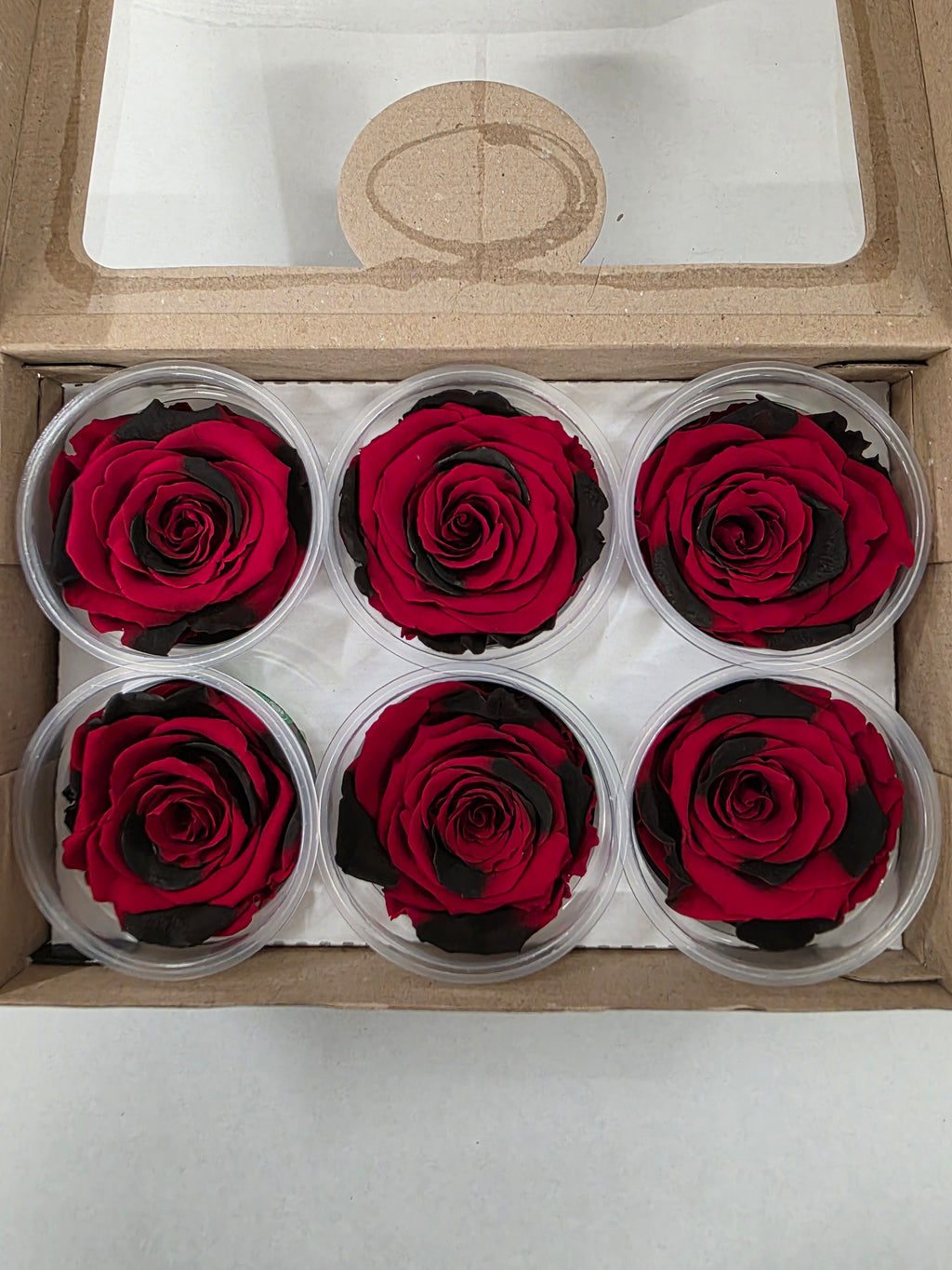 Artificial Preserved Rosa Xl Red Black Fleck 03