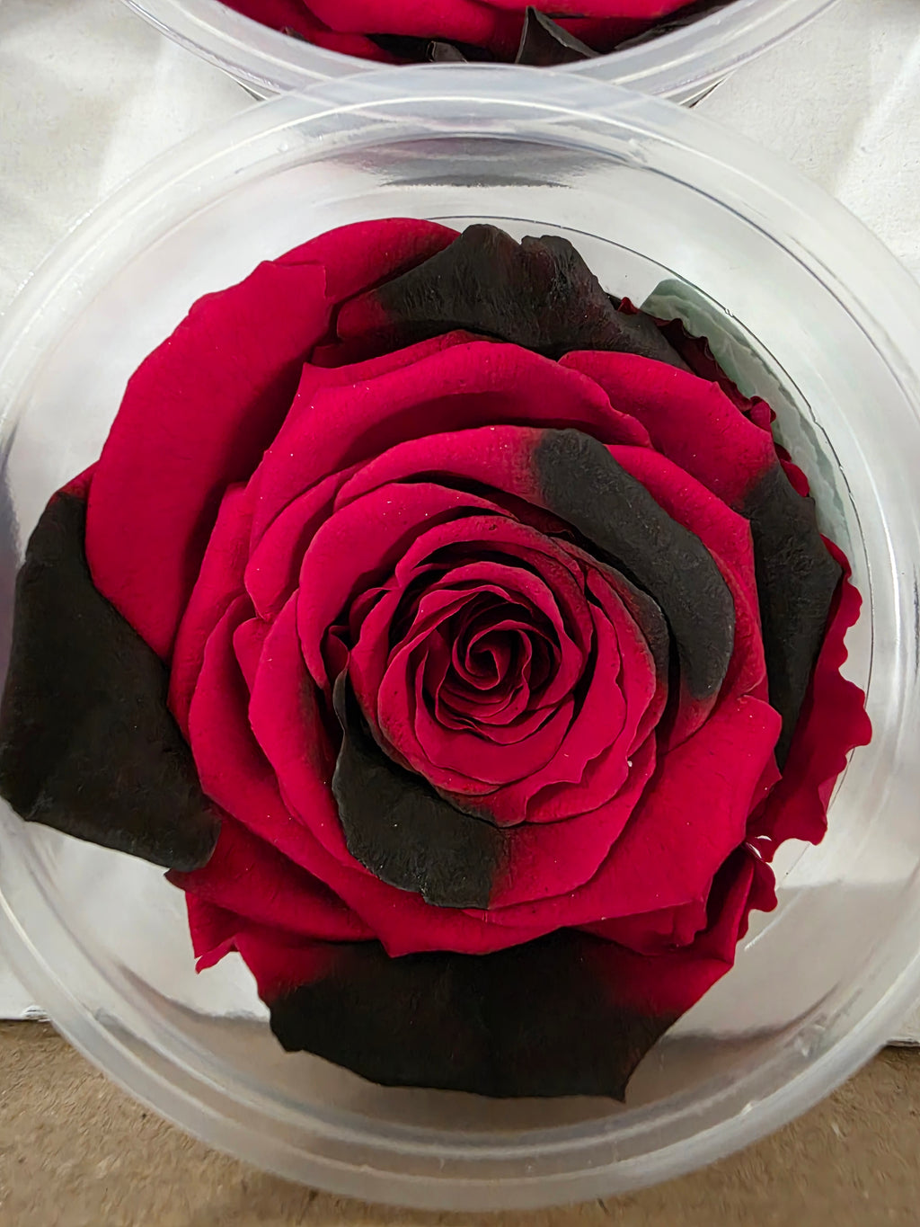 Artificial Preserved Rosa Xl Red Black Fleck 03