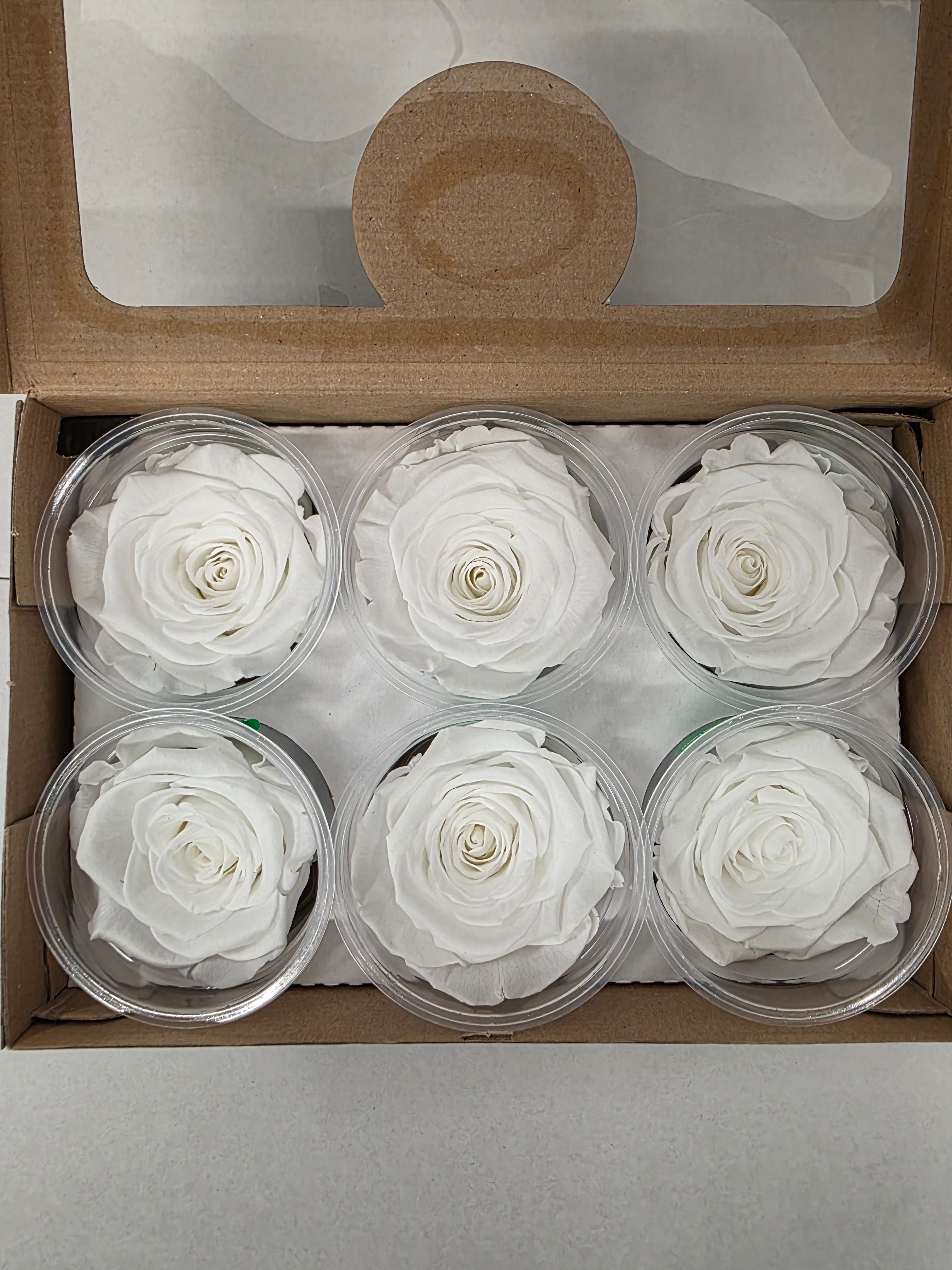 Artificial Preserved Rosa Xl White 01