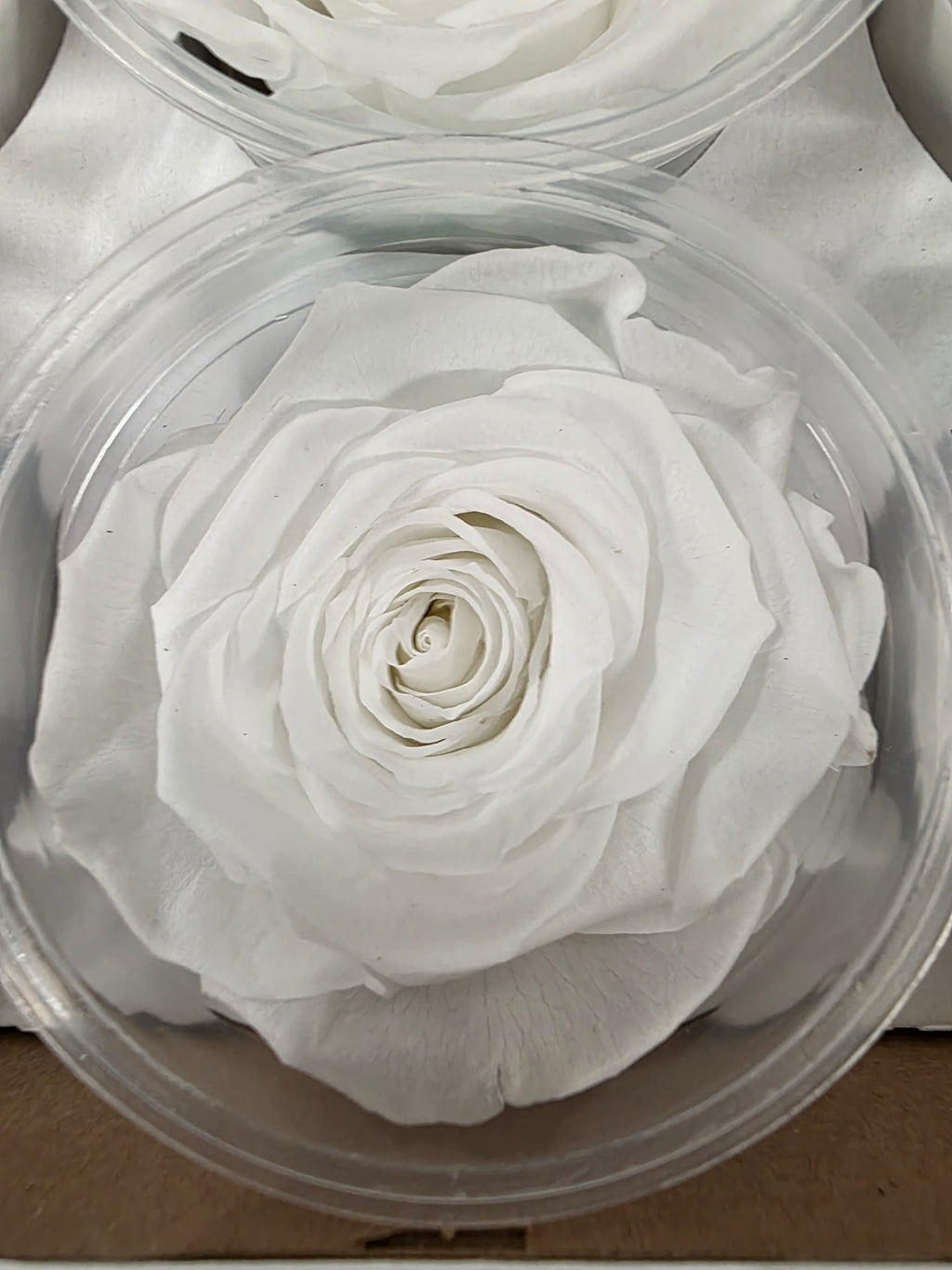 Artificial Preserved Rosa Xl White 01