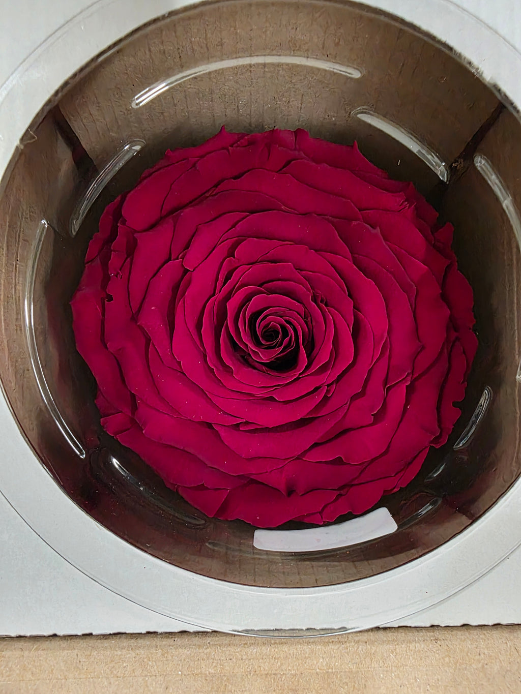Artificial Preserved Rosa Xxl Red 01