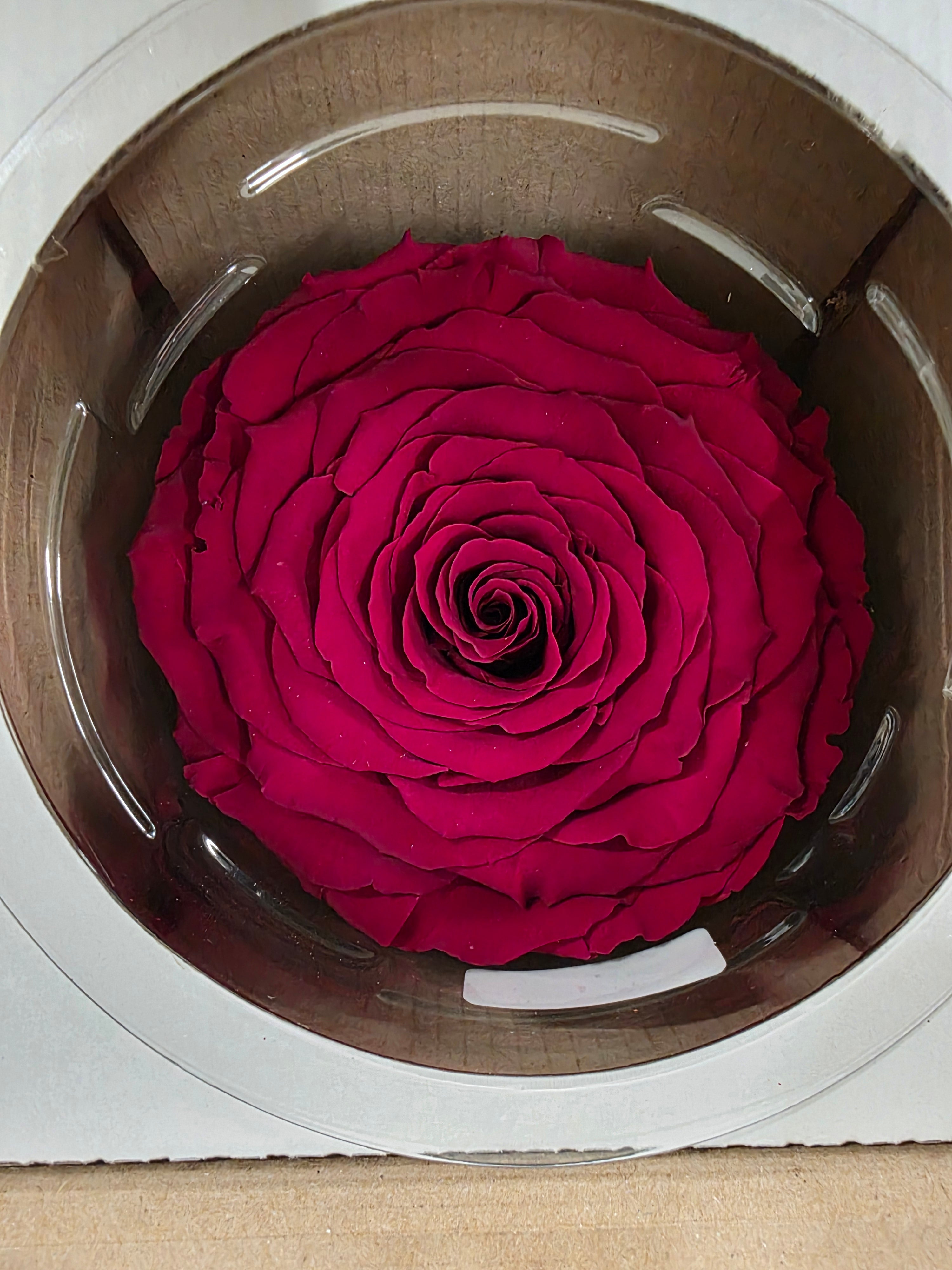 Artificial Preserved Rosa Xxl Red 01