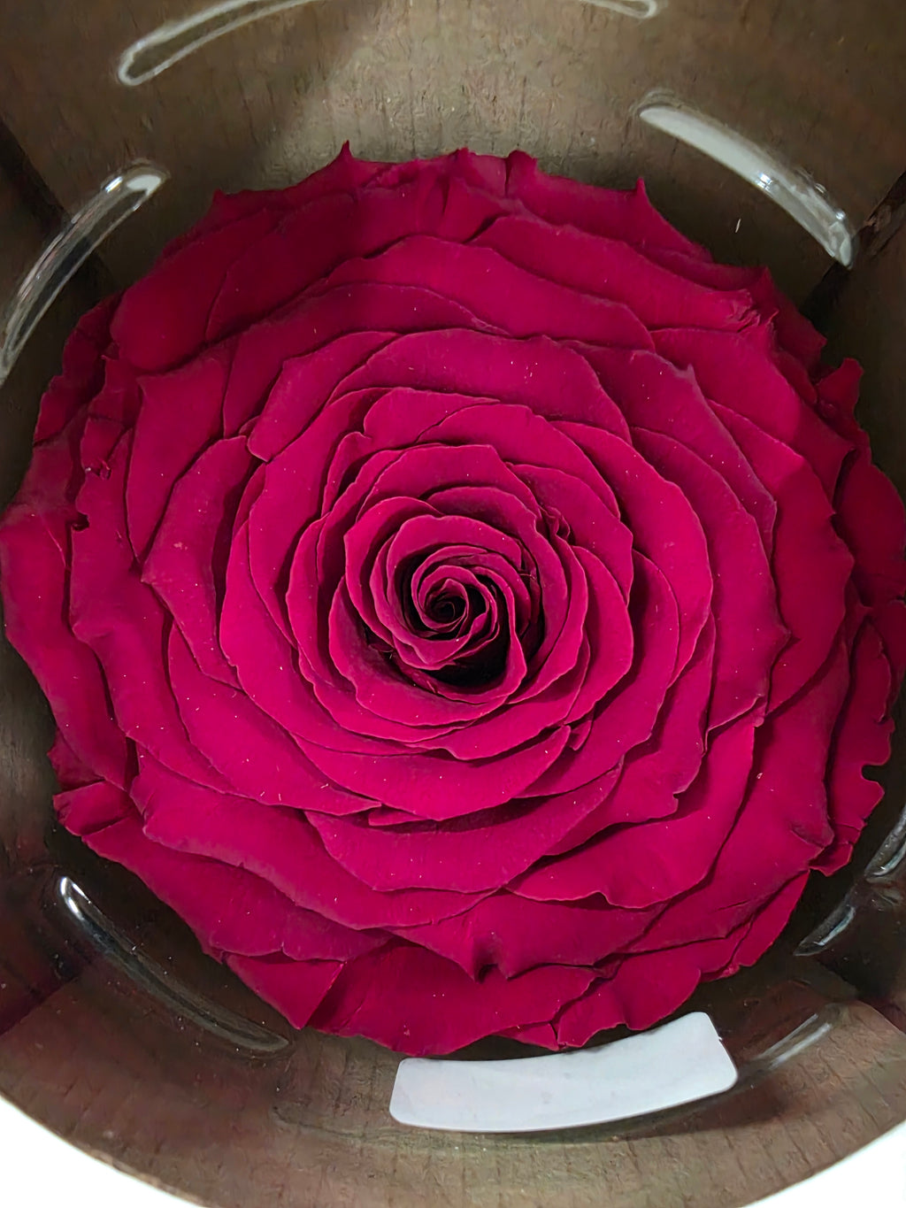Artificial Preserved Rosa Xxl Red 01