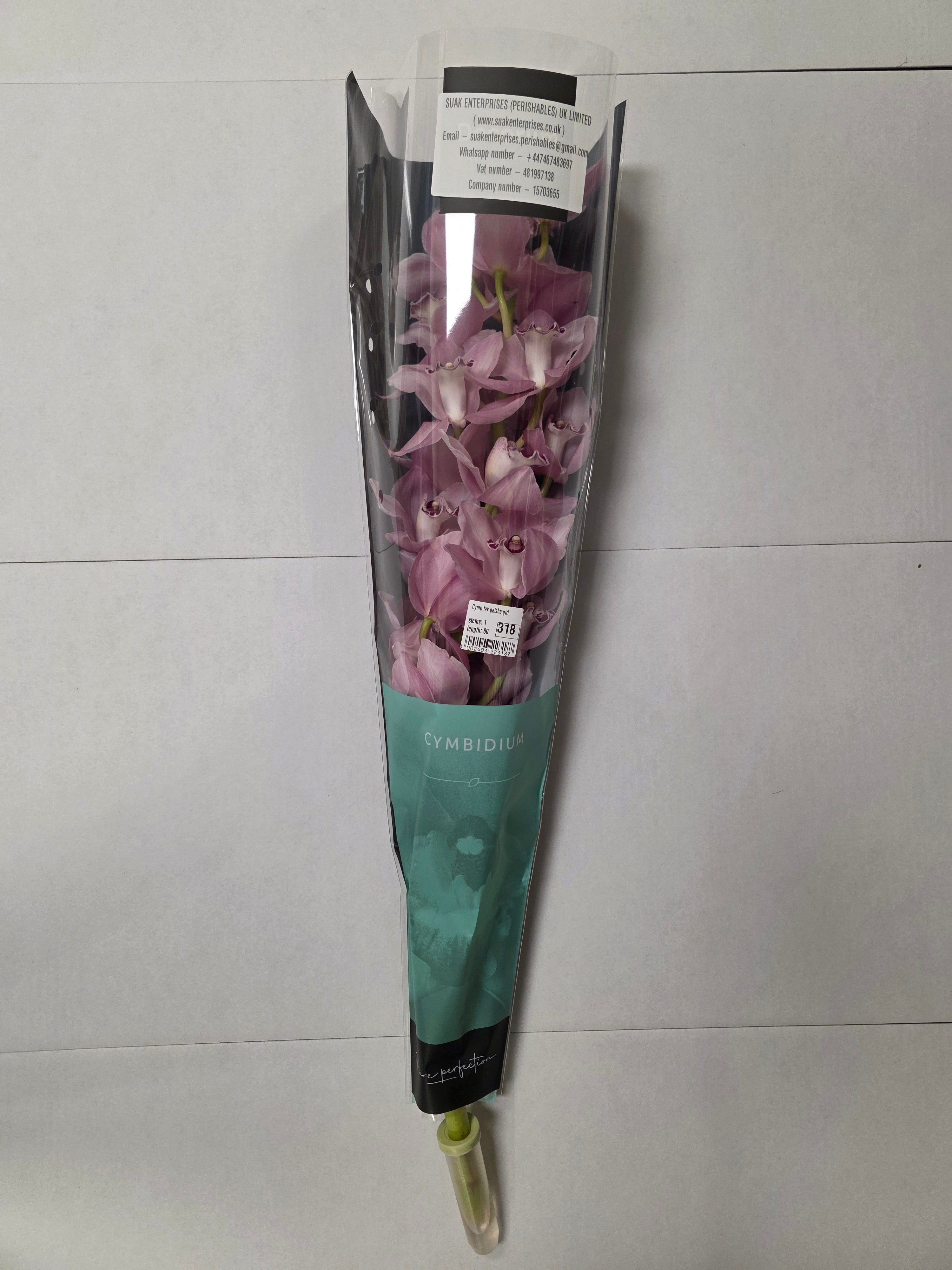 Farm Fresh Orchid/Cymbidium Tak Geisha Girl (Bunch of 1 stems, Length 80cm)