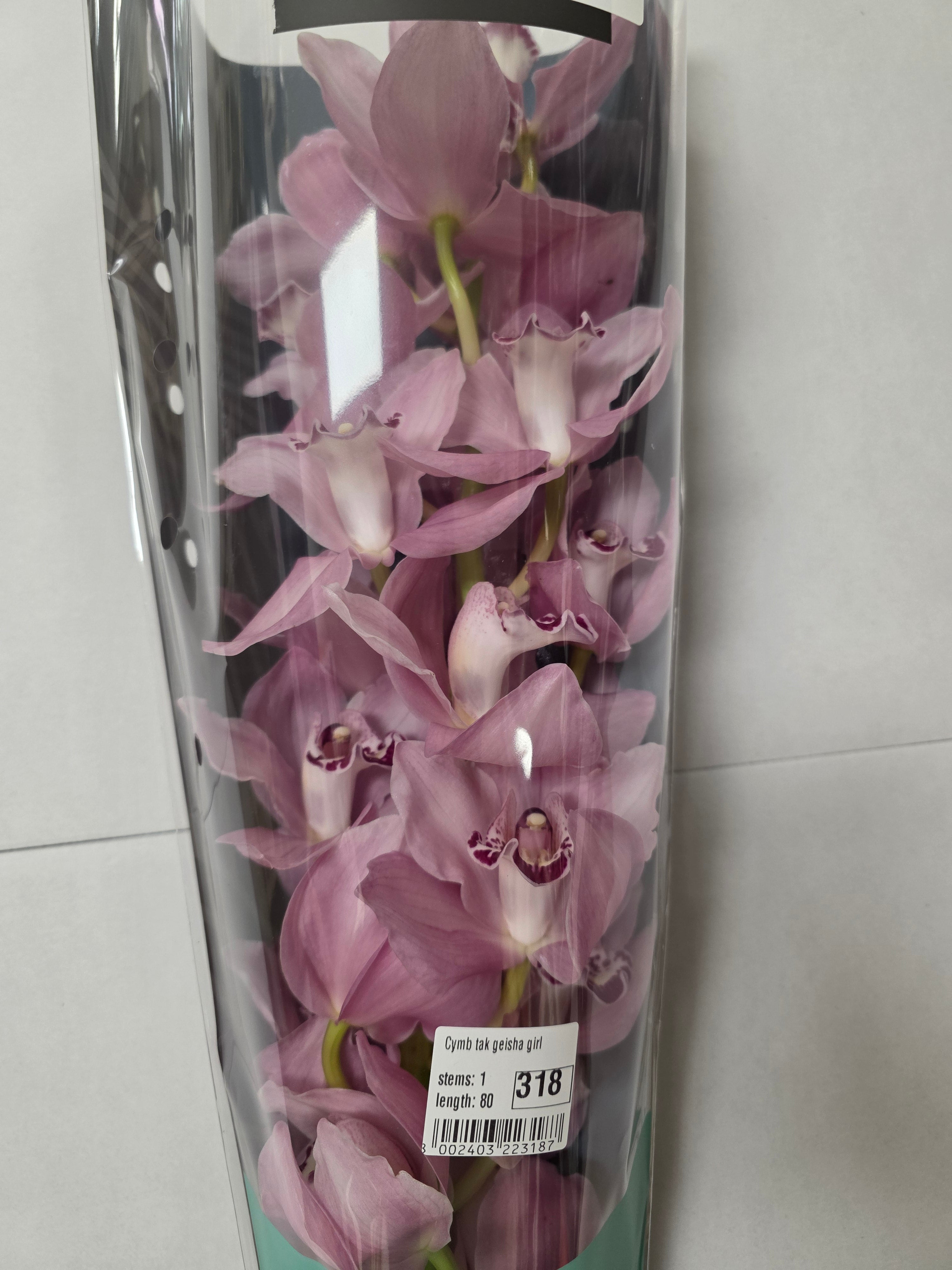 Farm Fresh Orchid/Cymbidium Tak Geisha Girl (Bunch of 1 stems, Length 80cm)