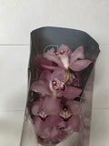 Farm Fresh Orchid/Cymbidium Tak Geisha Girl (Bunch of 1 stems, Length 80cm)