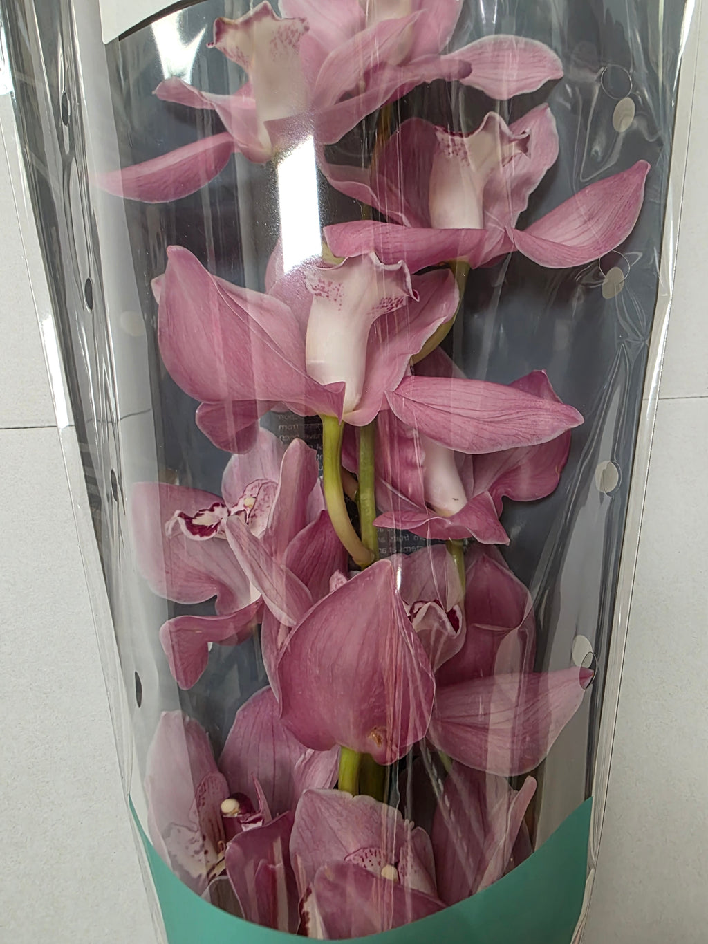 Farm Fresh Orchid/Cymbidium Tak Geisha Girl (Bunch of 1 stems, Length 60cm)