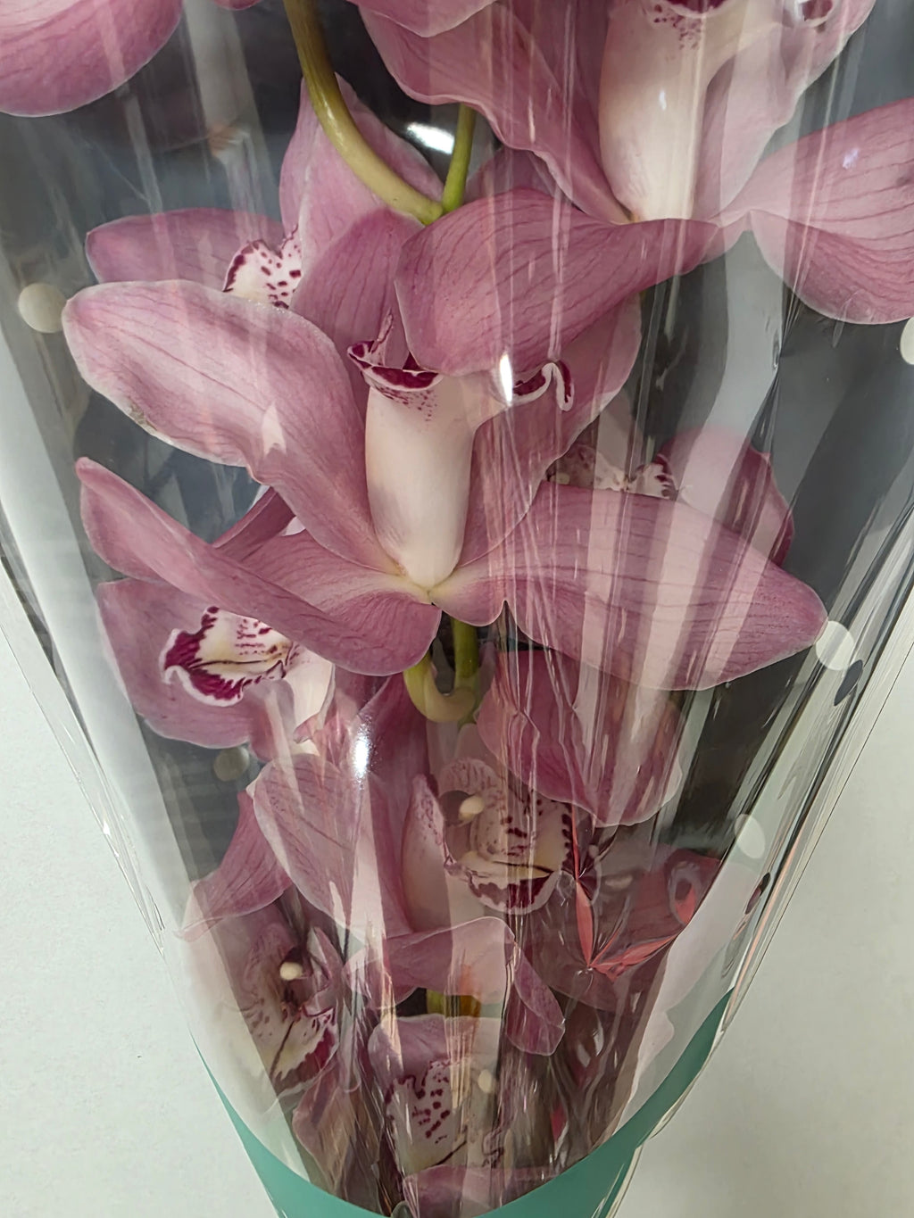 Farm Fresh Orchid/Cymbidium Tak Geisha Girl (Bunch of 1 stems, Length 60cm)