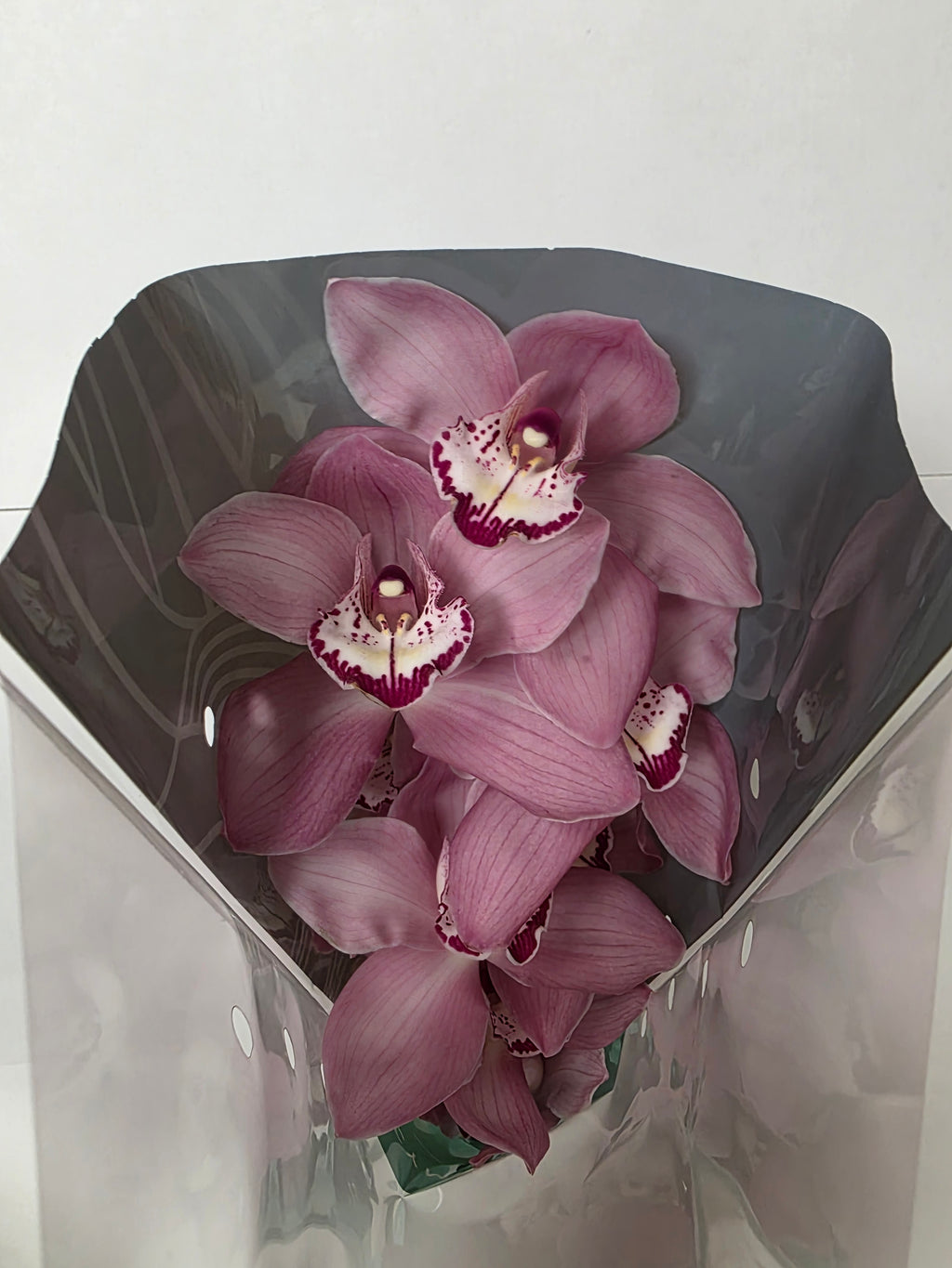 Farm Fresh Orchid/Cymbidium Tak Geisha Girl (Bunch of 1 stems, Length 60cm)