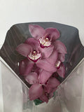 Farm Fresh Orchid/Cymbidium Tak Geisha Girl (Bunch of 1 stems, Length 60cm)