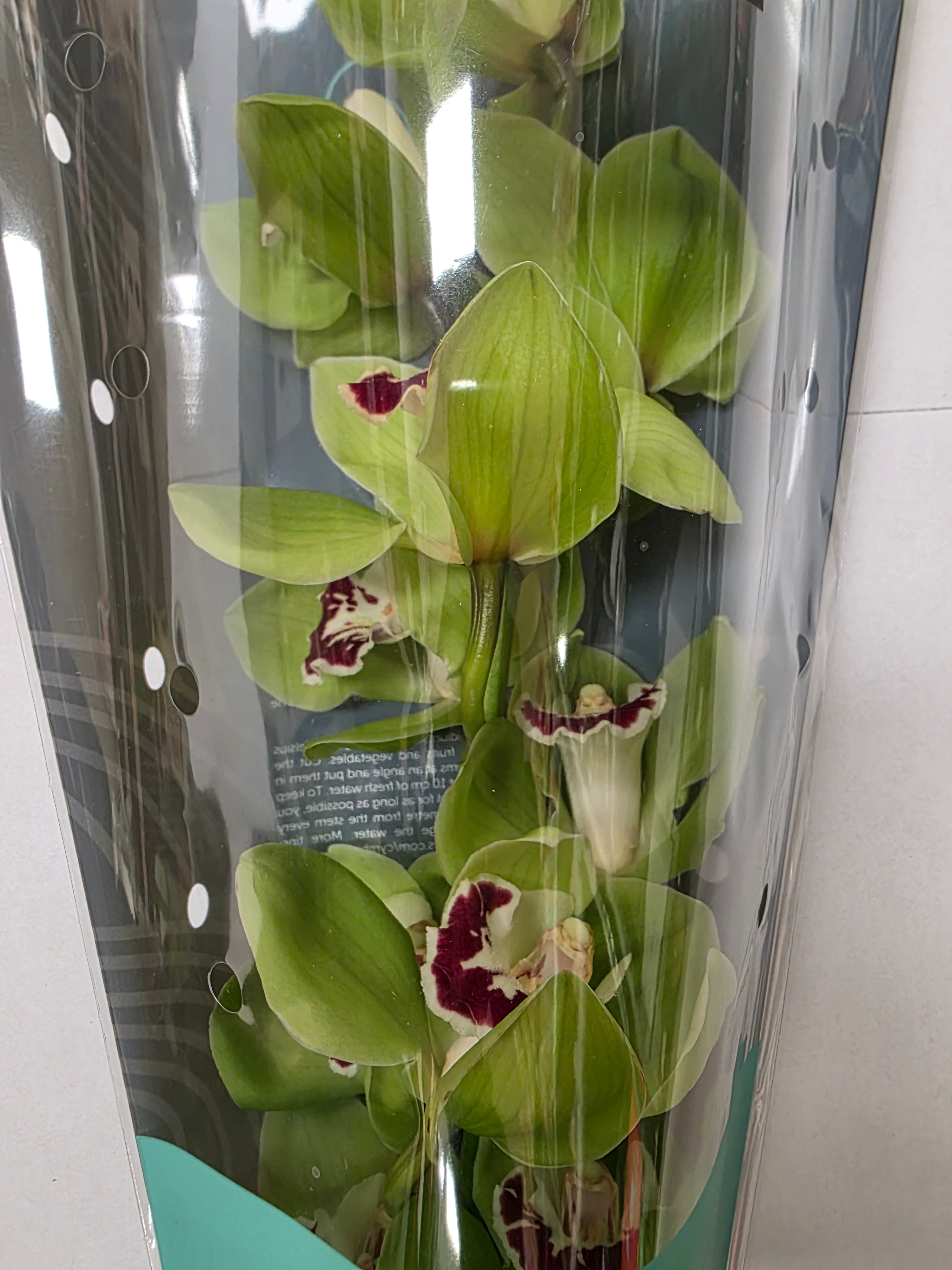 Farm Fresh Orchid/Cymbidium Tak Machteld (Bunch of 1 stems, Length 60cm)