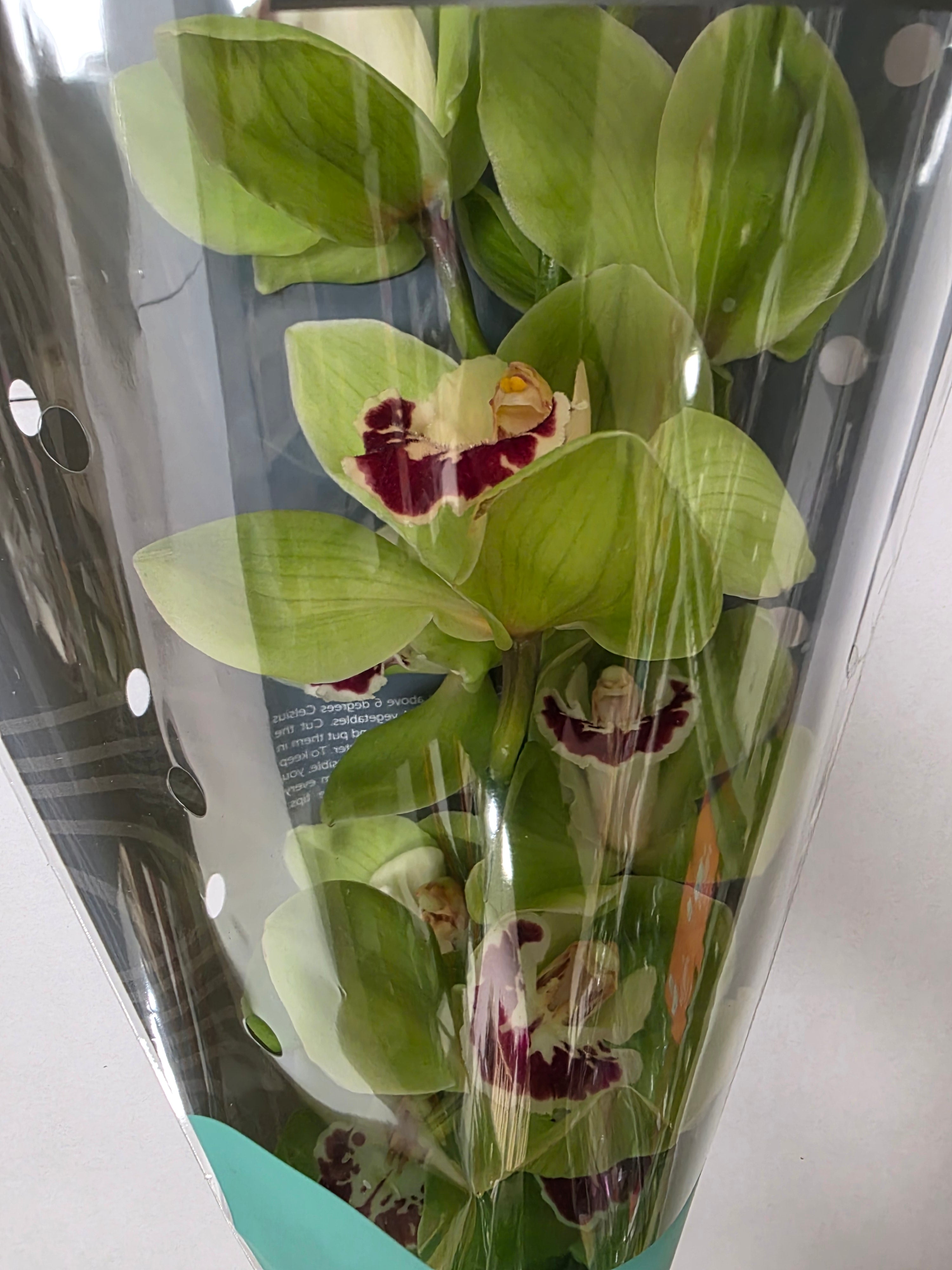 Farm Fresh Orchid/Cymbidium Tak Machteld (Bunch of 1 stems, Length 60cm)