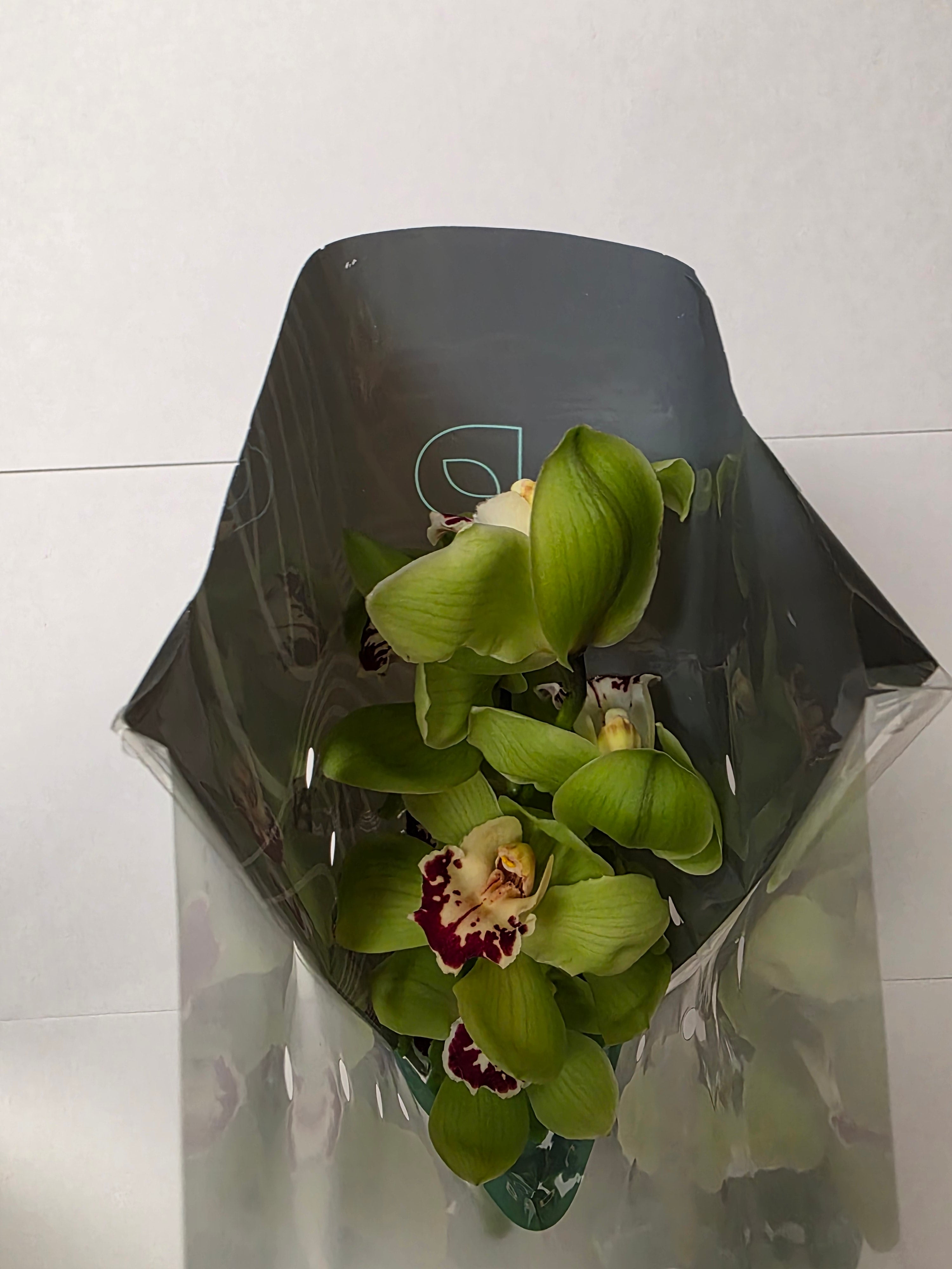 Farm Fresh Orchid/Cymbidium Tak Machteld (Bunch of 1 stems, Length 60cm)