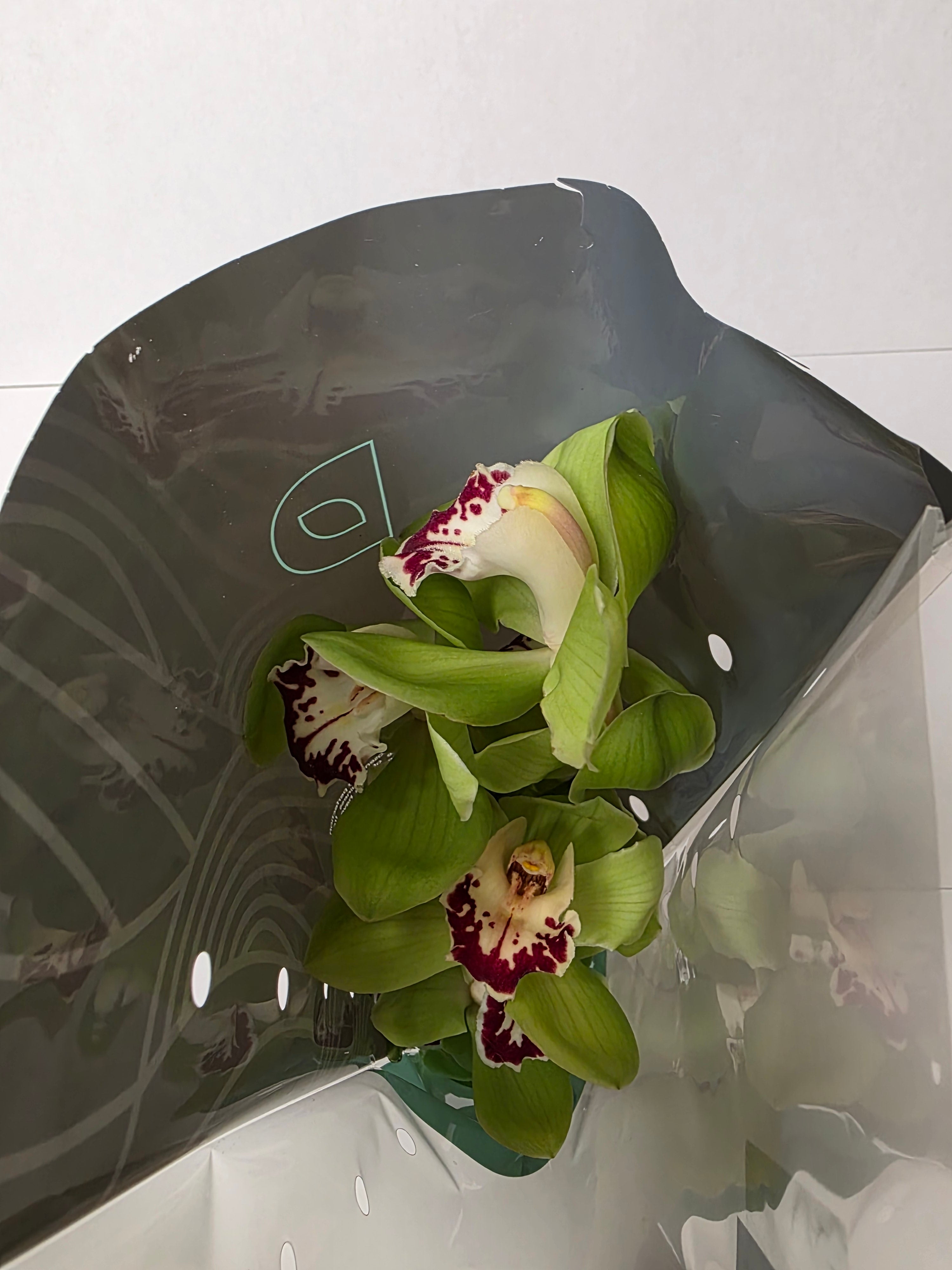 Farm Fresh Orchid/Cymbidium Tak Machteld (Bunch of 1 stems, Length 60cm)