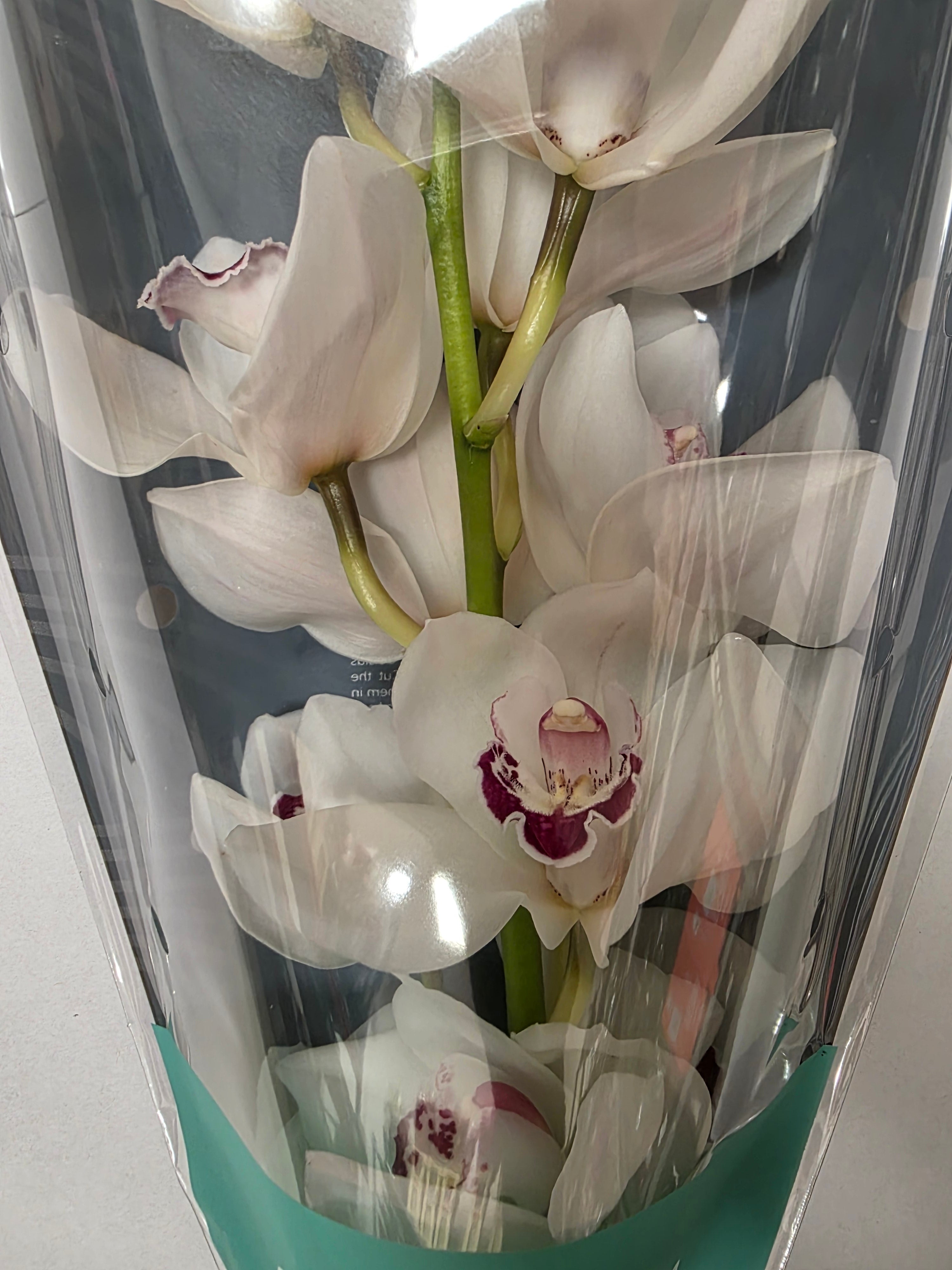 Farm Fresh Orchid/Cymbidium Tak Mazurka (Bunch of 1 stems, Length 60cm)