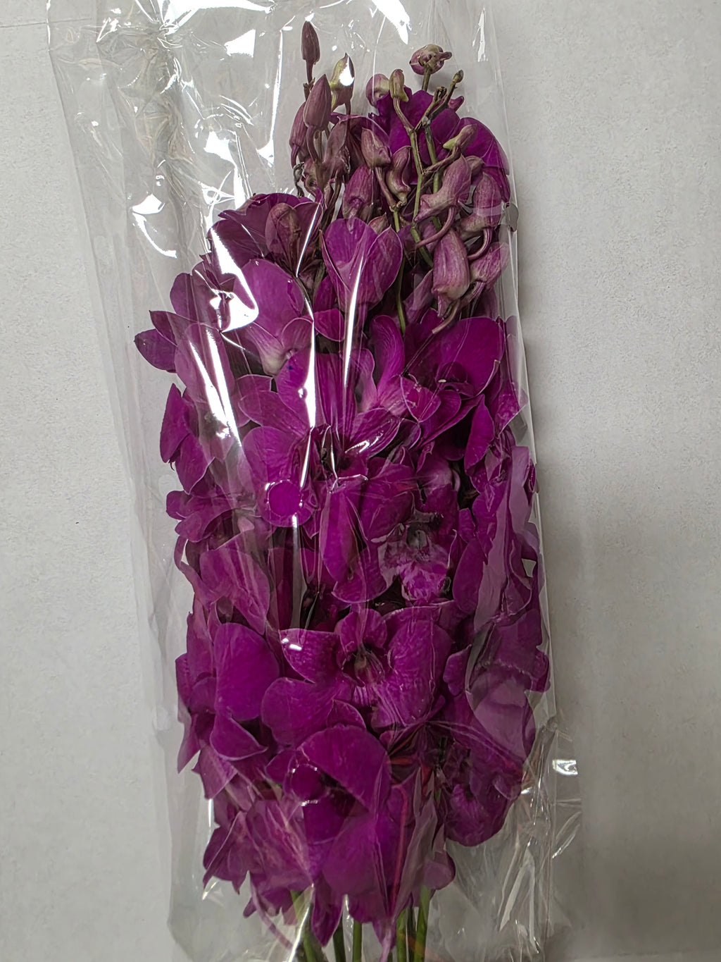 Farm Fresh Orchid Dendrobium Cersie (Bunch of 10 stems, Length 45cm)