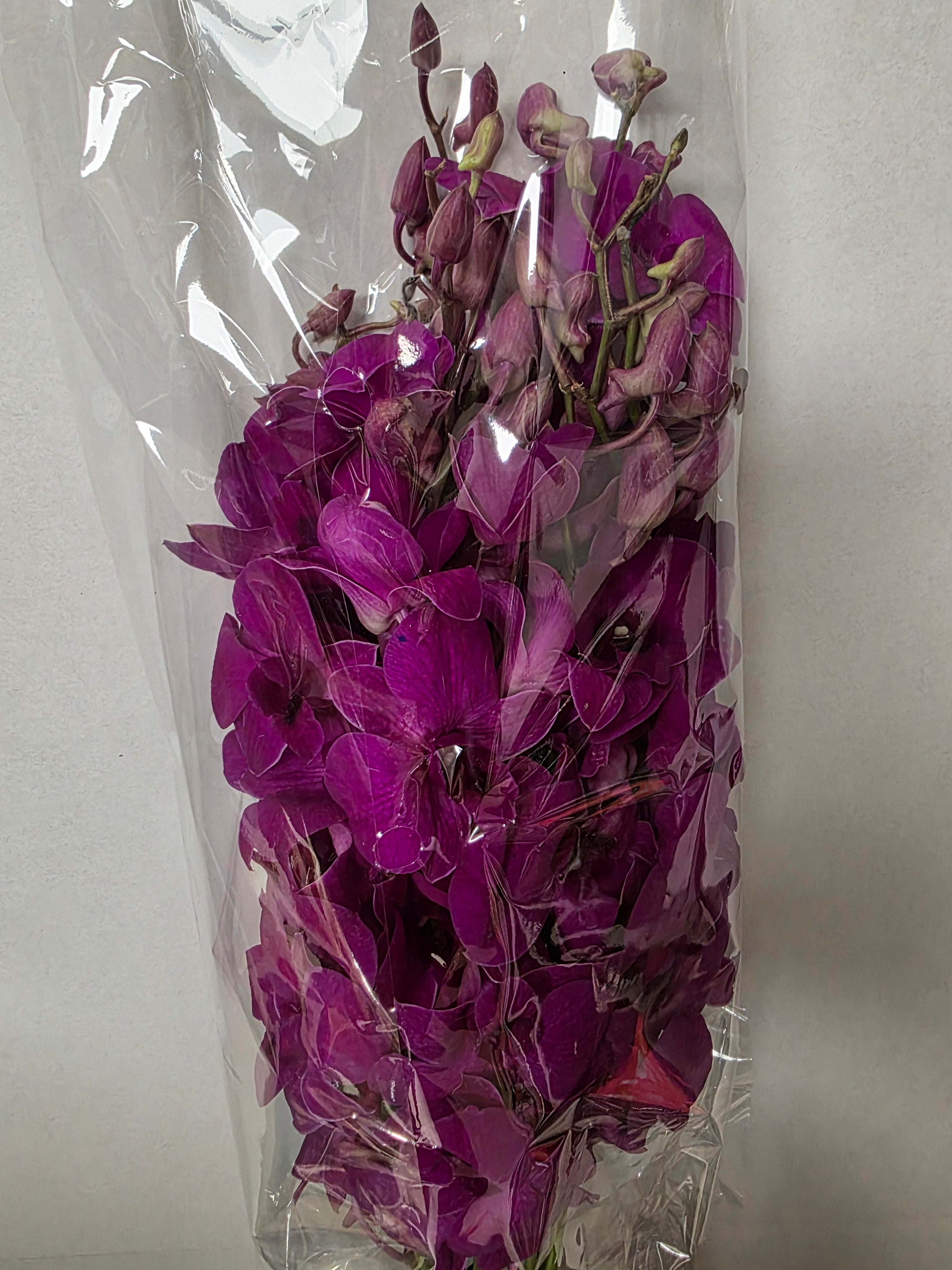 Farm Fresh Orchid Dendrobium Cersie (Bunch of 10 stems, Length 45cm)