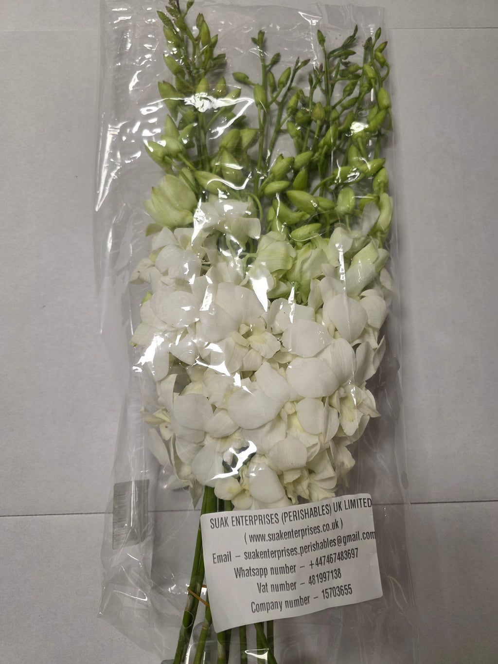 Farm Fresh Orchid Dendrobium White 45cm (Bunch of 10 stems, Length 55 cm)