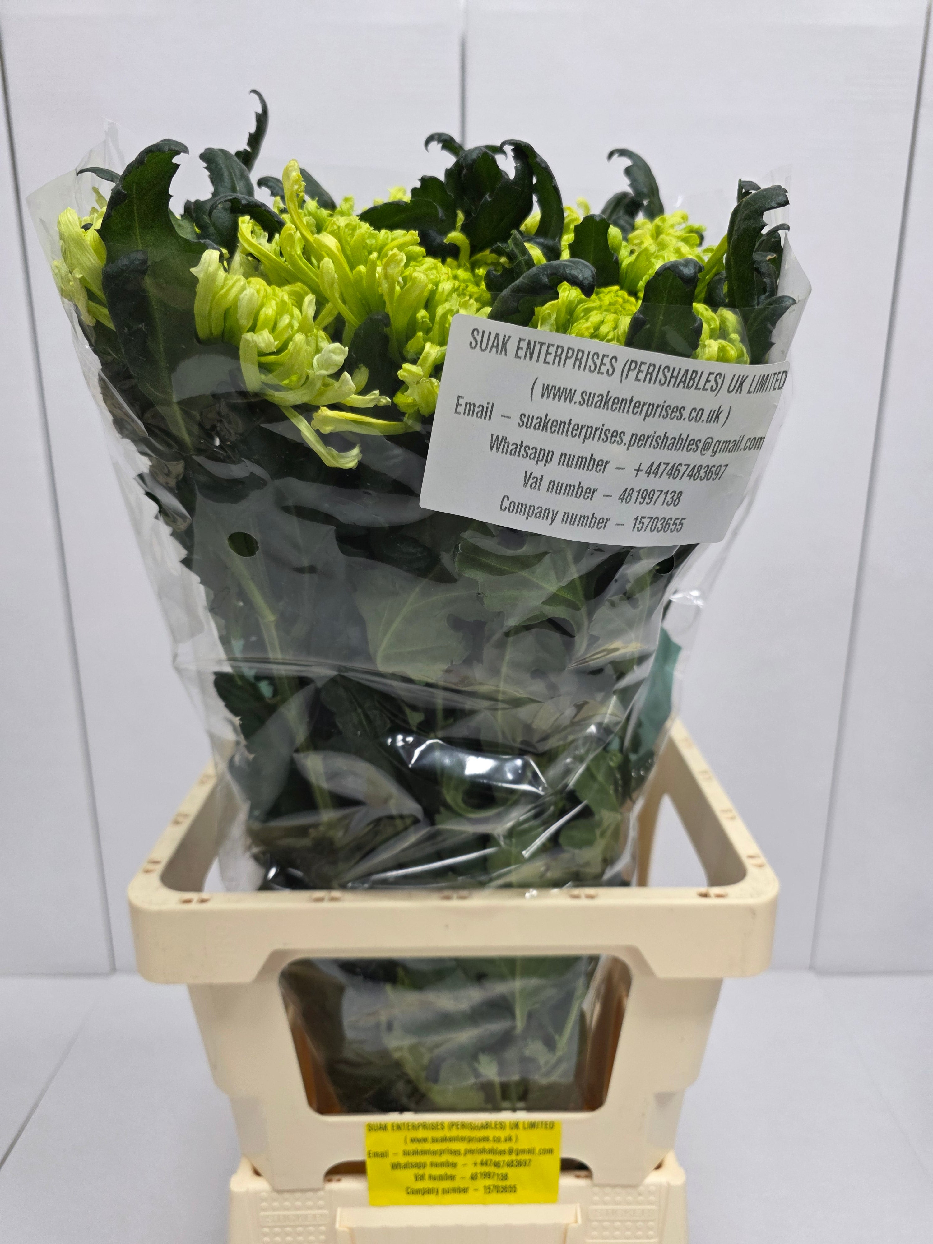 Farm Fresh Chrysanthemum G Antenna(Bunch of 10 stems, Length 70cm)