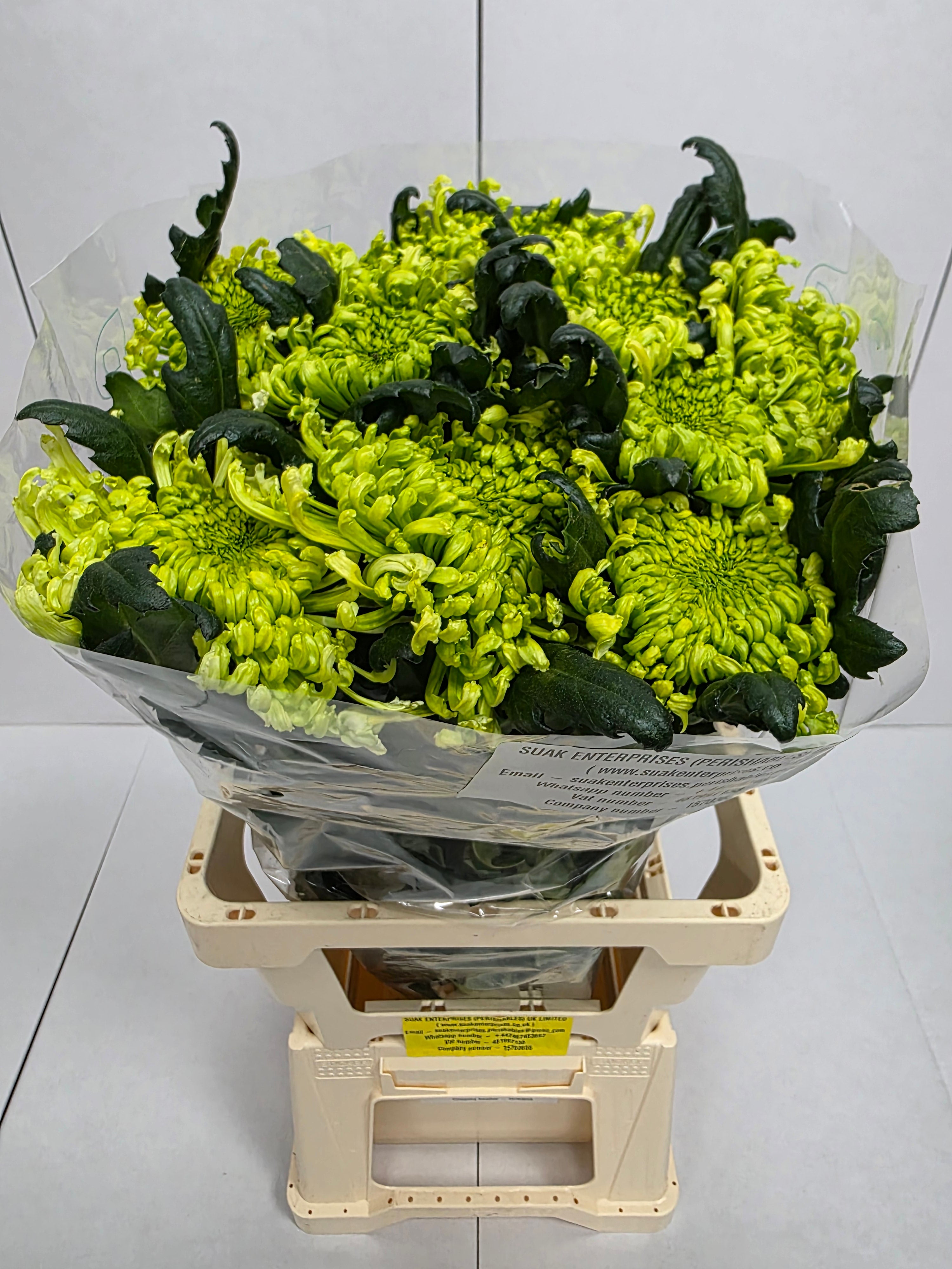 Farm Fresh Chrysanthemum G Antenna(Bunch of 10 stems, Length 70cm)