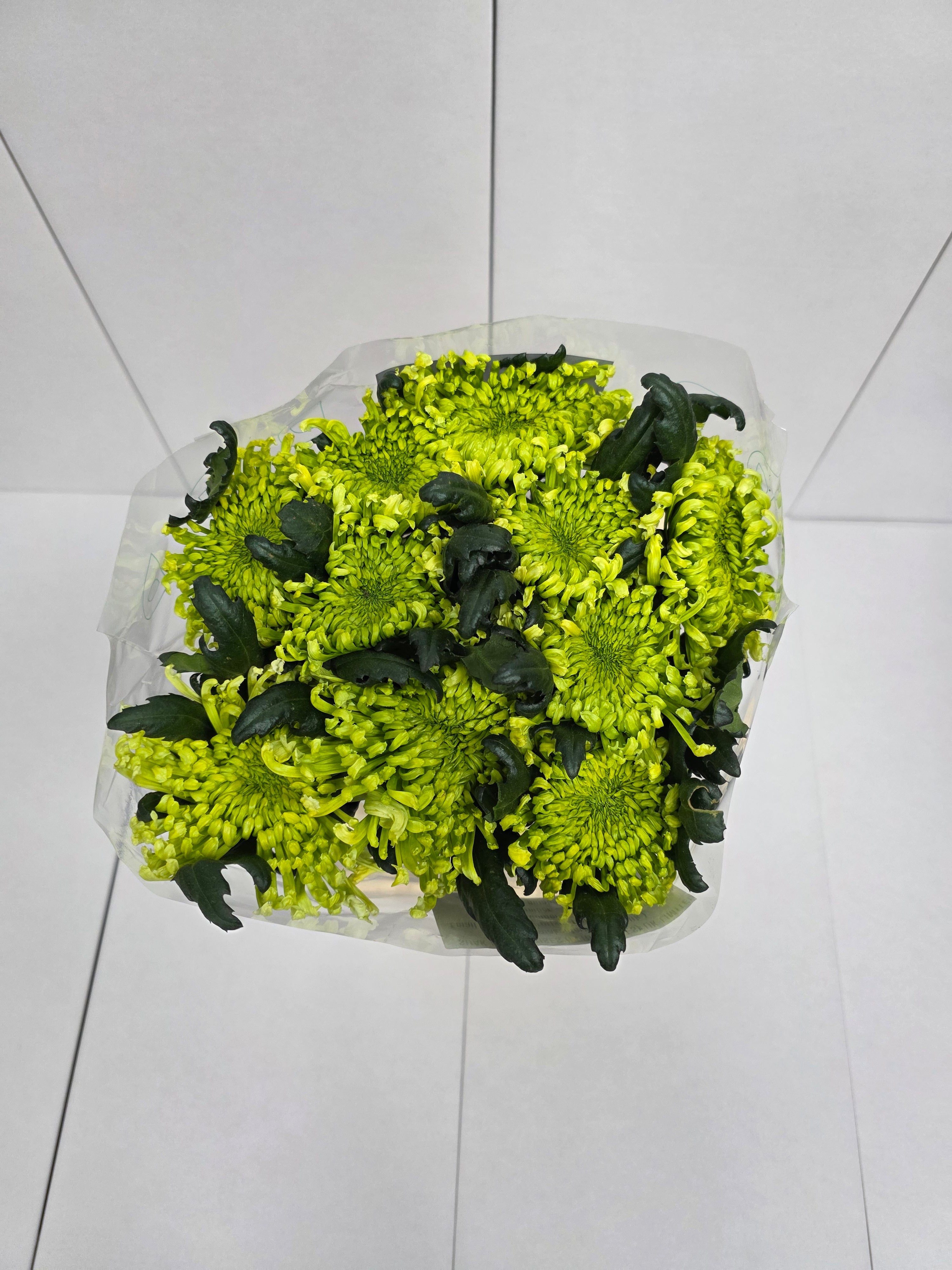 Farm Fresh Chrysanthemum G Antenna(Bunch of 10 stems, Length 70cm)