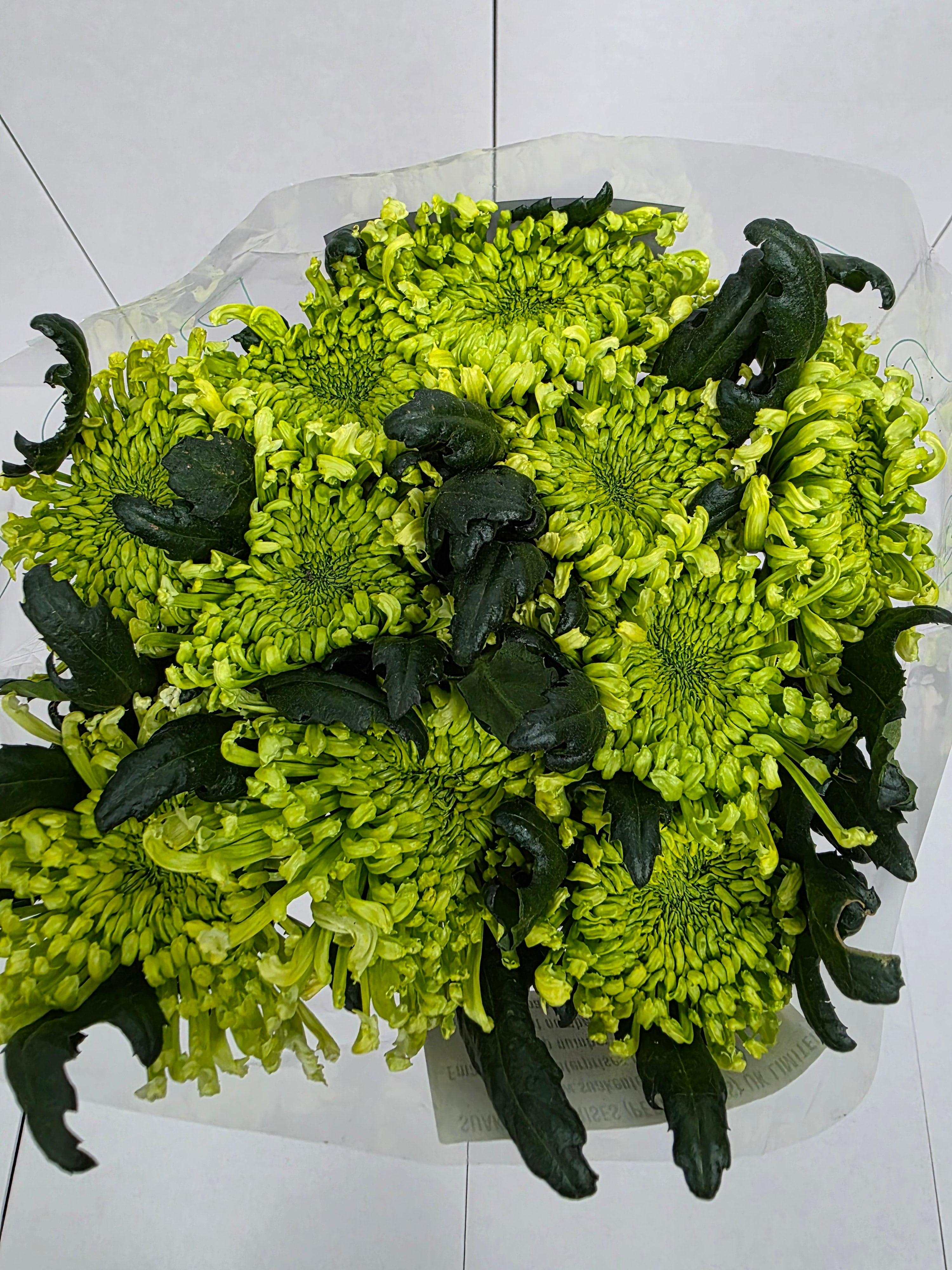 Farm Fresh Chrysanthemum G Antenna(Bunch of 10 stems, Length 70cm)