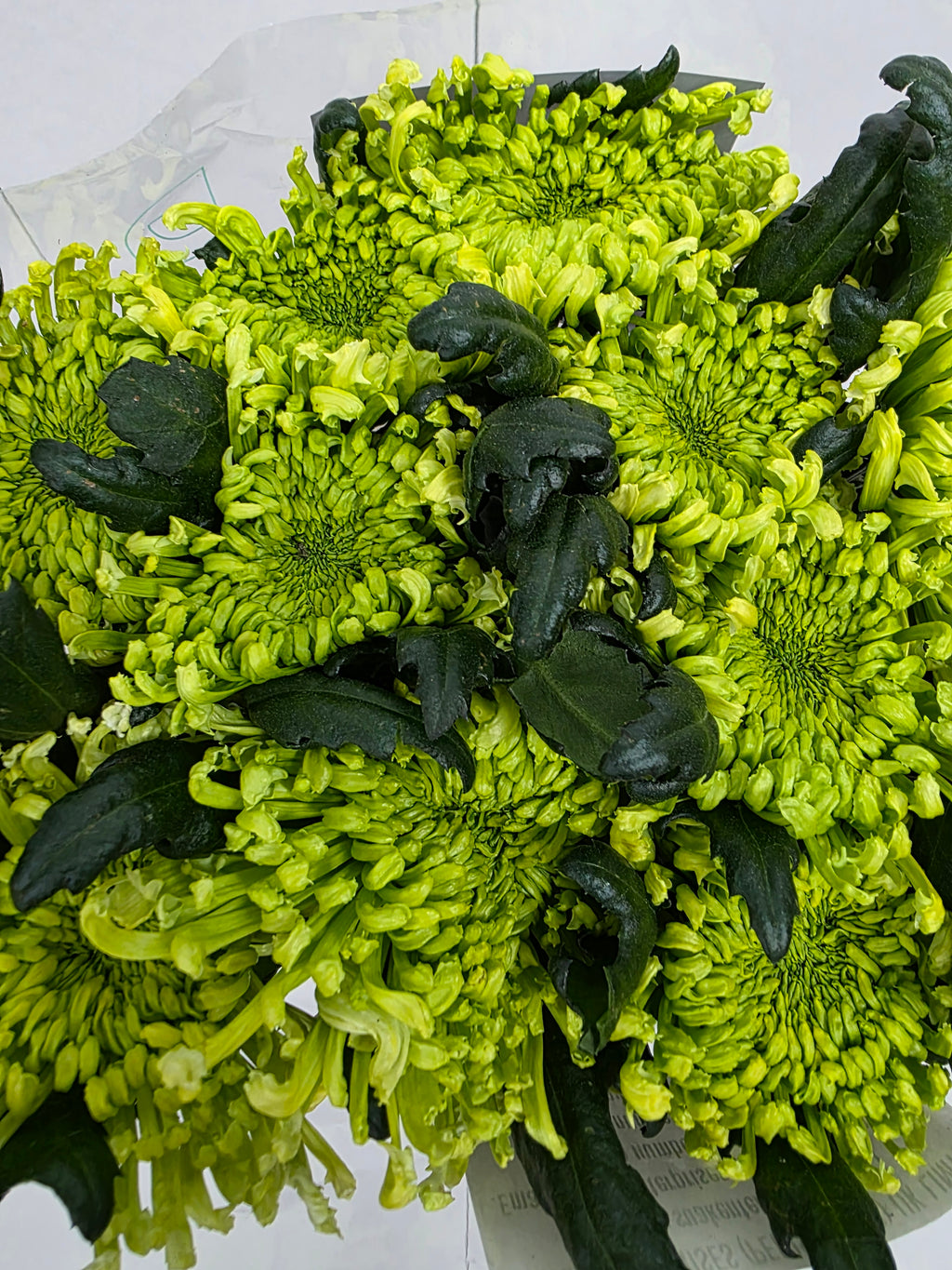 Farm Fresh Chrysanthemum G Antenna(Bunch of 10 stems, Length 70cm)