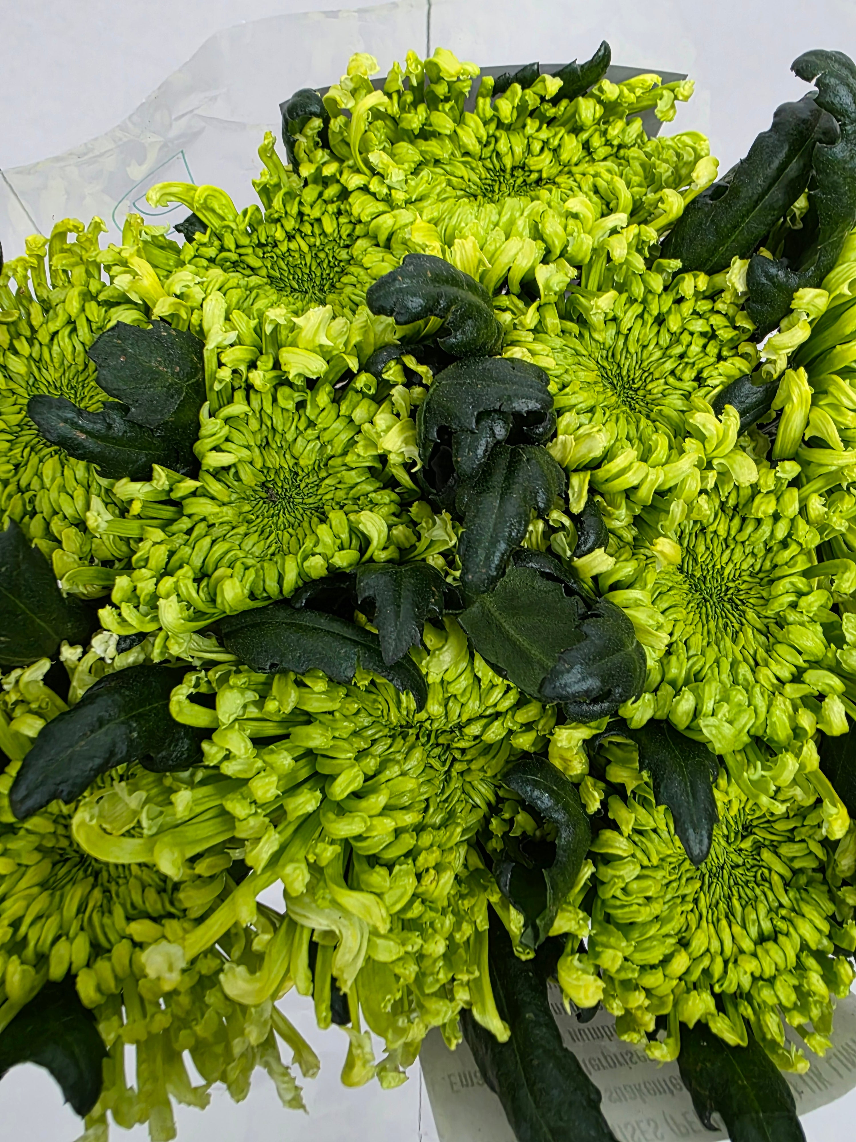 Farm Fresh Chrysanthemum G Antenna(Bunch of 10 stems, Length 70cm)