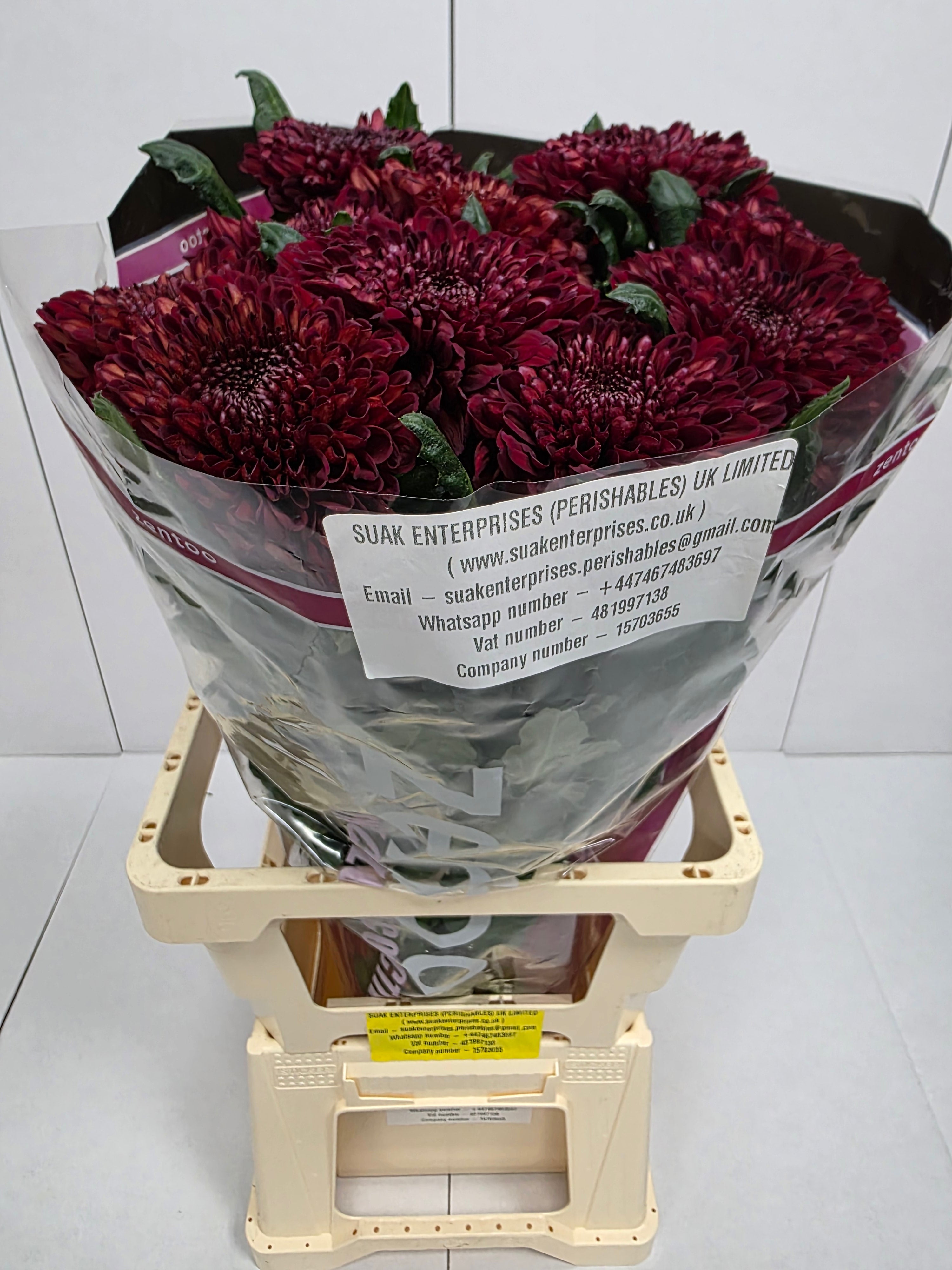 Farm Fresh Chrysanthemum G Parker Red(Bunch of 10 stems, Length 70cm)