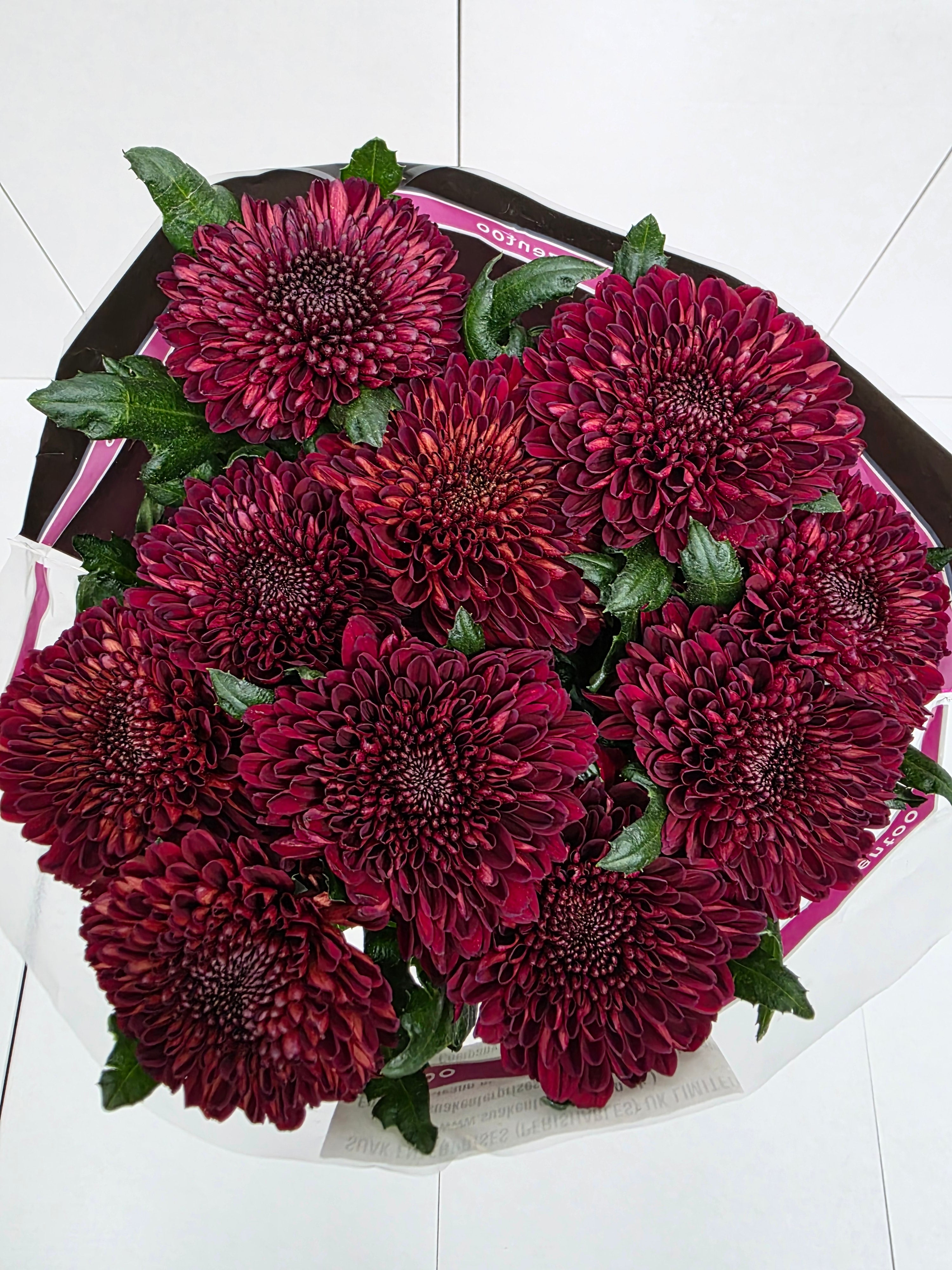 Farm Fresh Chrysanthemum G Parker Red(Bunch of 10 stems, Length 70cm)