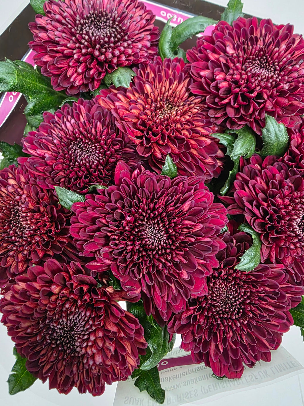 Farm Fresh Chrysanthemum G Parker Red(Bunch of 10 stems, Length 70cm)