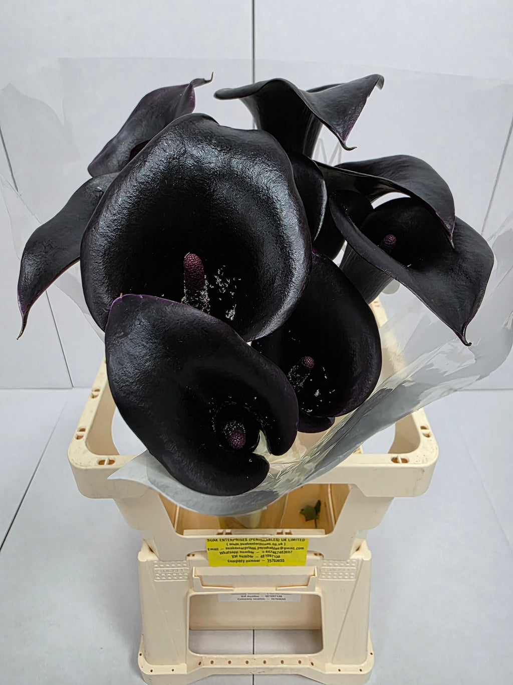 Farm Fresh Calla/Zantedeschia Cantor(Bunch of 10stems, length 70cm)