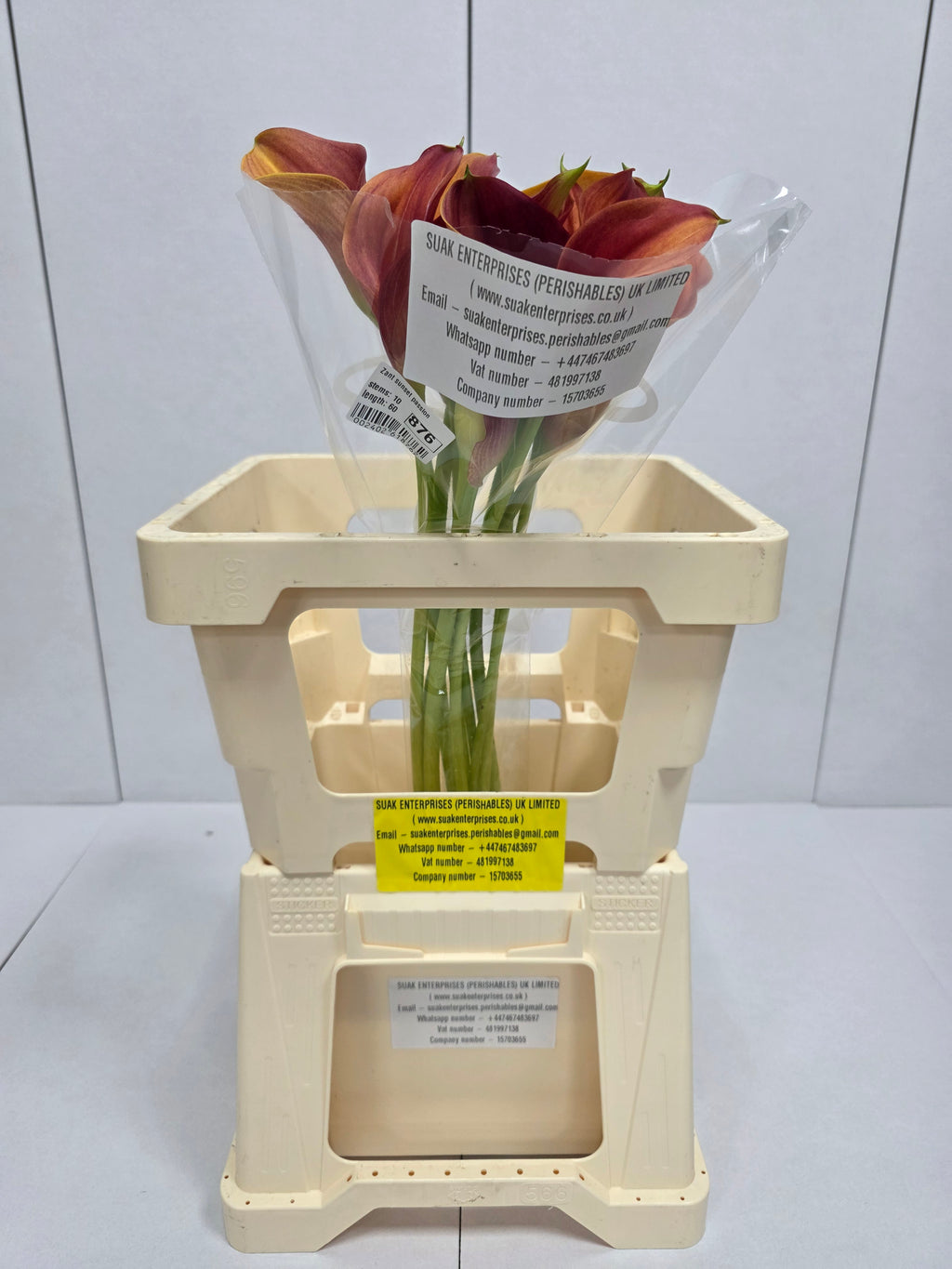 Farm Fresh Calla/Zantedeschia Sunset Passion(Bunch of 10stems, length 70cm)