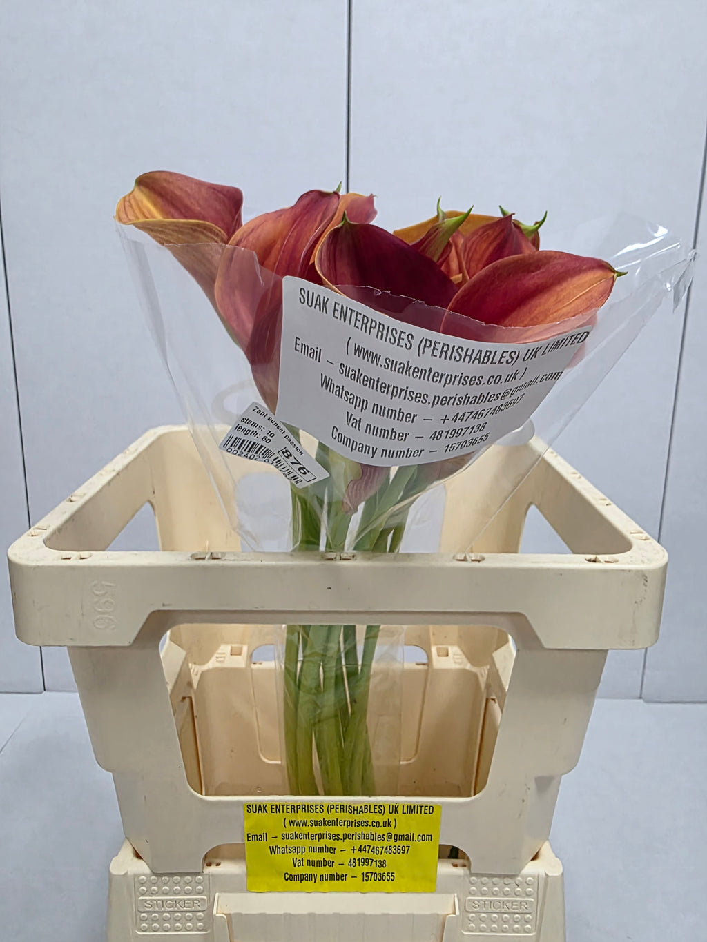 Farm Fresh Calla/Zantedeschia Sunset Passion(Bunch of 10stems, length 70cm)