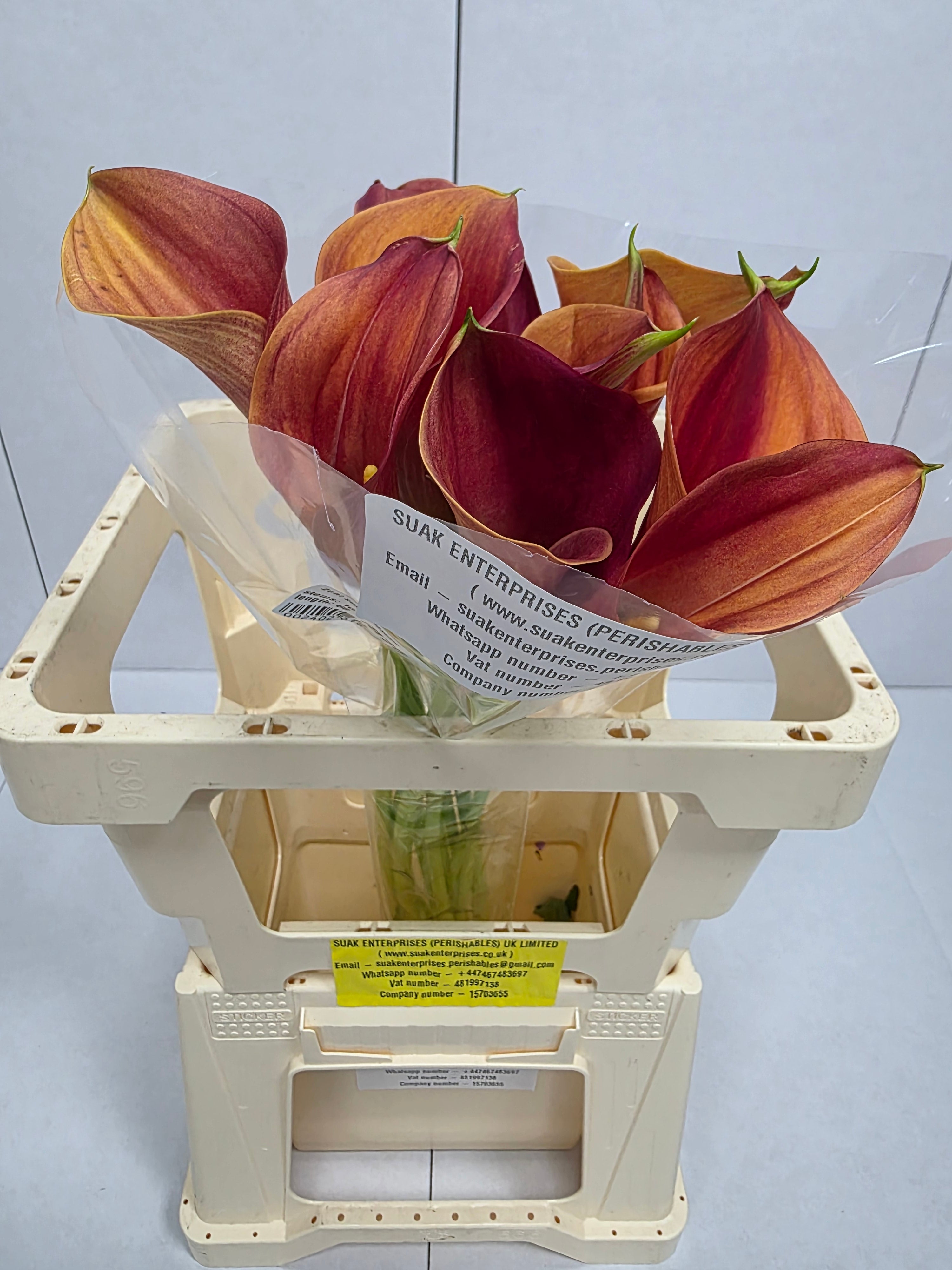 Farm Fresh Calla/Zantedeschia Sunset Passion(Bunch of 10stems, length 70cm)