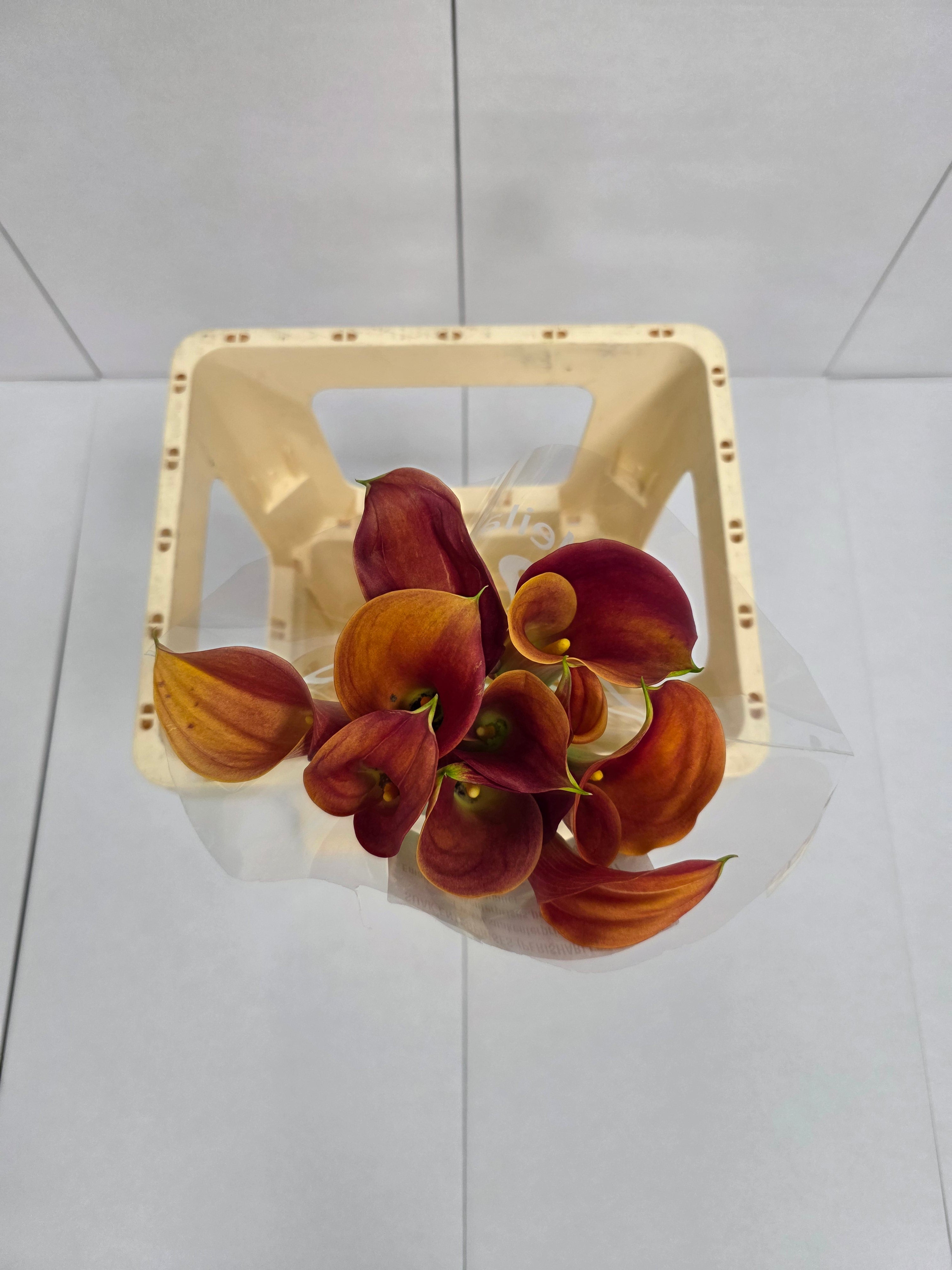 Farm Fresh Calla/Zantedeschia Sunset Passion(Bunch of 10stems, length 70cm)