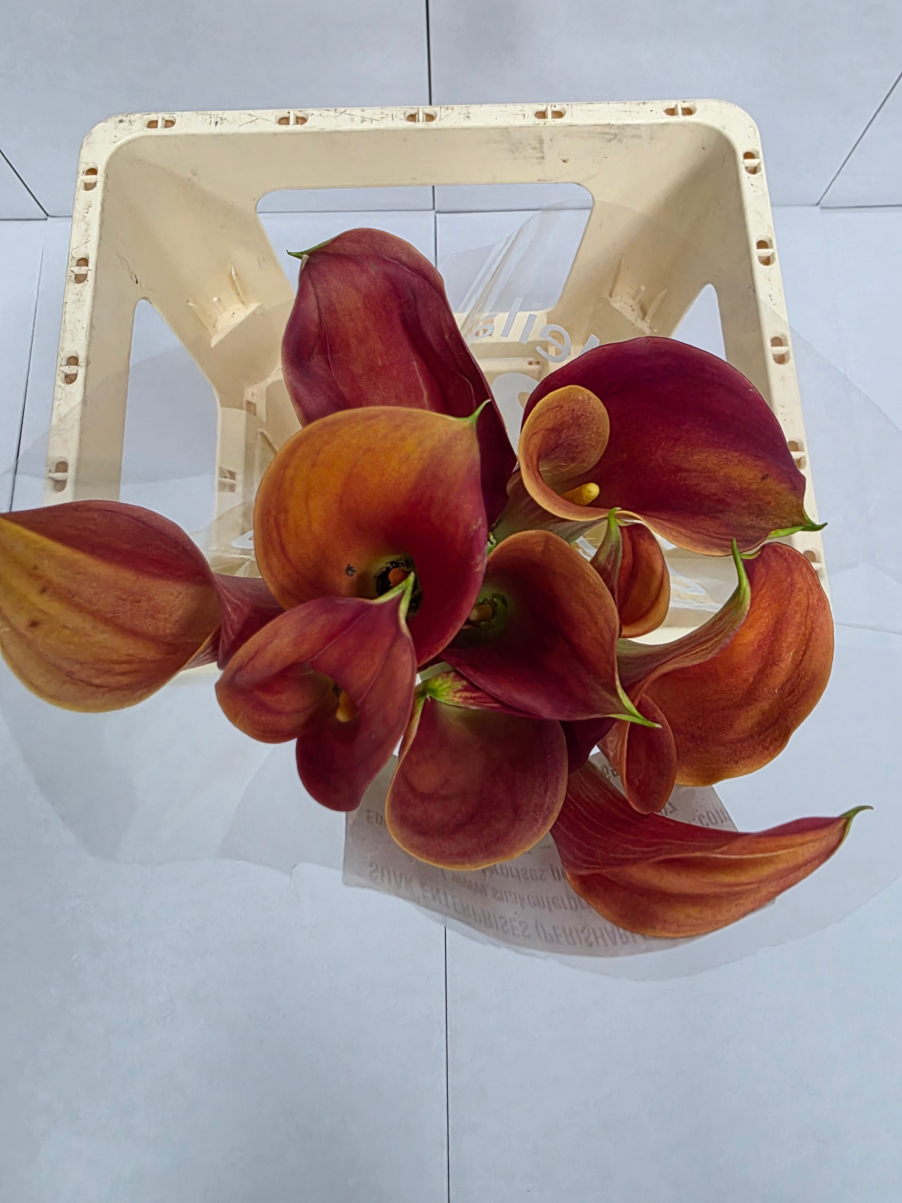 Farm Fresh Calla/Zantedeschia Sunset Passion(Bunch of 10stems, length 70cm)