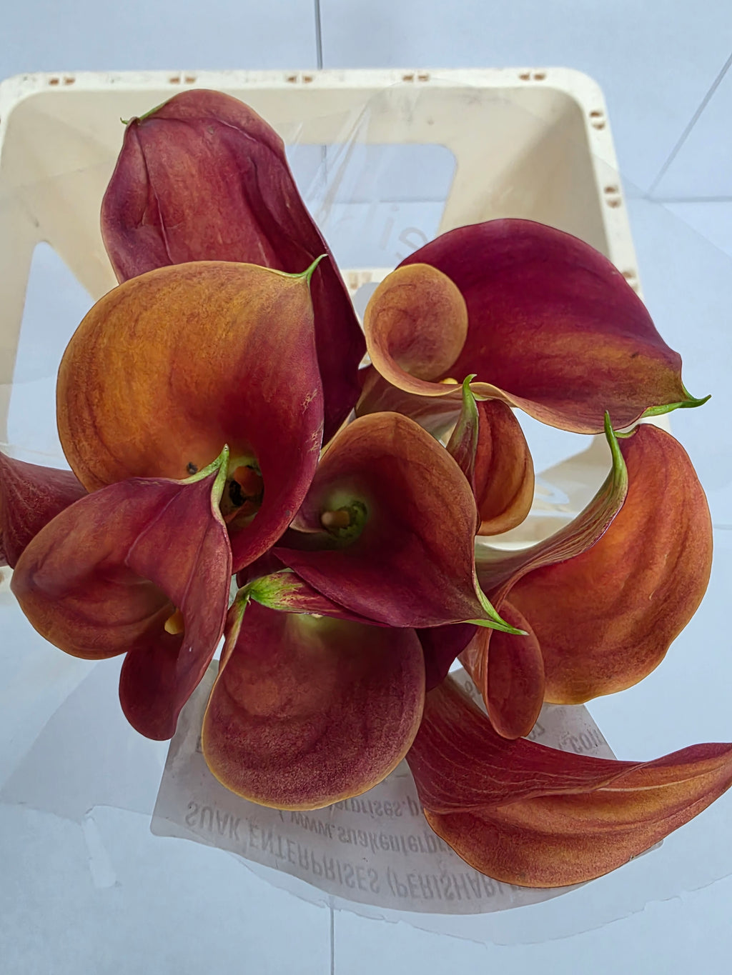 Farm Fresh Calla/Zantedeschia Sunset Passion(Bunch of 10stems, length 70cm)