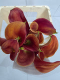 Farm Fresh Calla/Zantedeschia Sunset Passion(Bunch of 10stems, length 70cm)