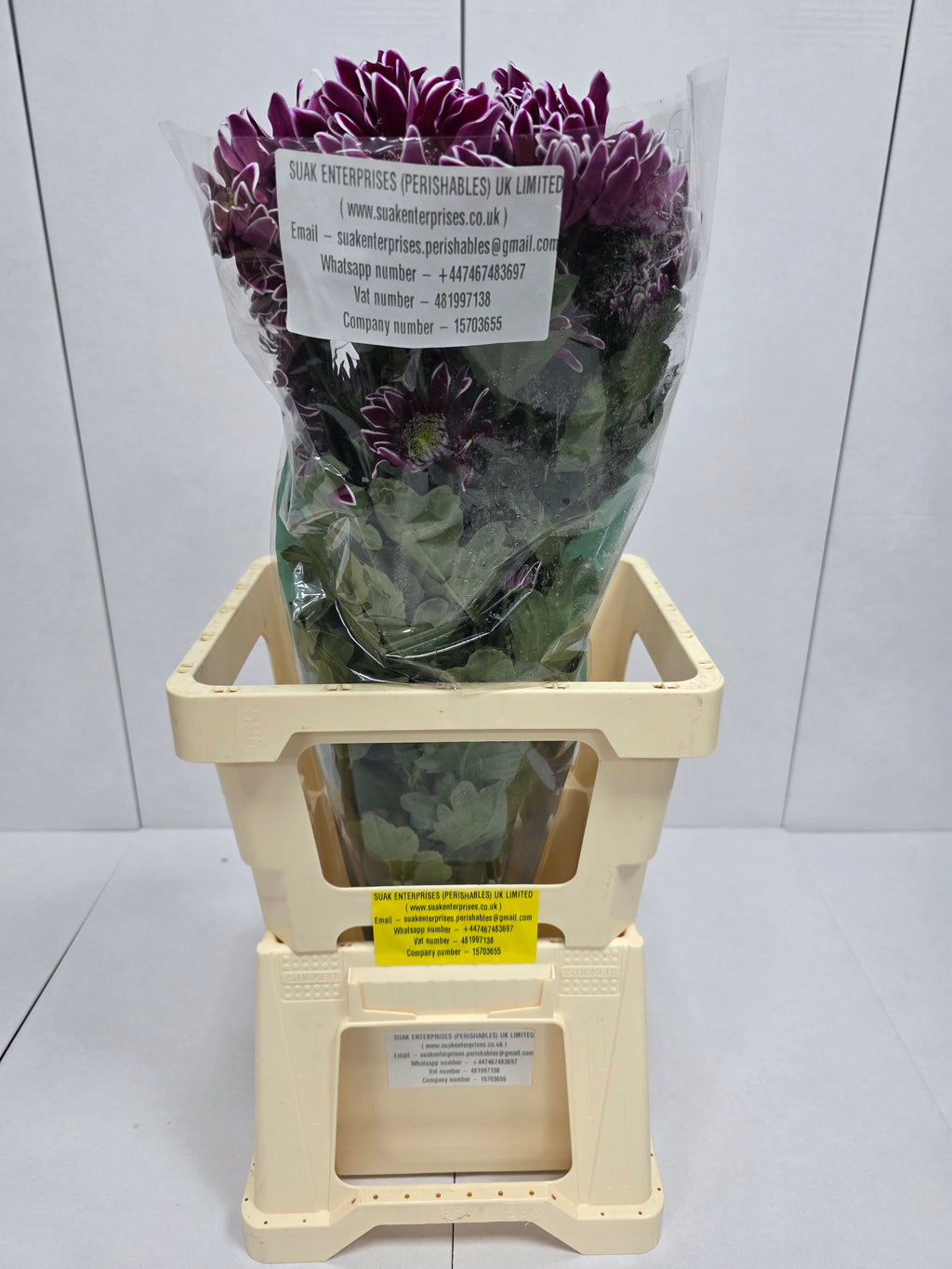 Farm Fresh Spray Chrysanthemum T Bolte (Bunch of 5 stems, Length 70cm) (PACK OF 2)