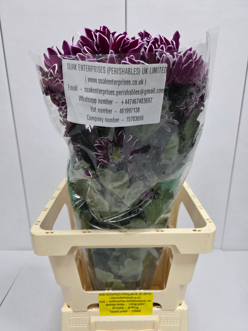 Farm Fresh Spray Chrysanthemum T Bolte (Bunch of 5 stems, Length 70cm) (PACK OF 2)