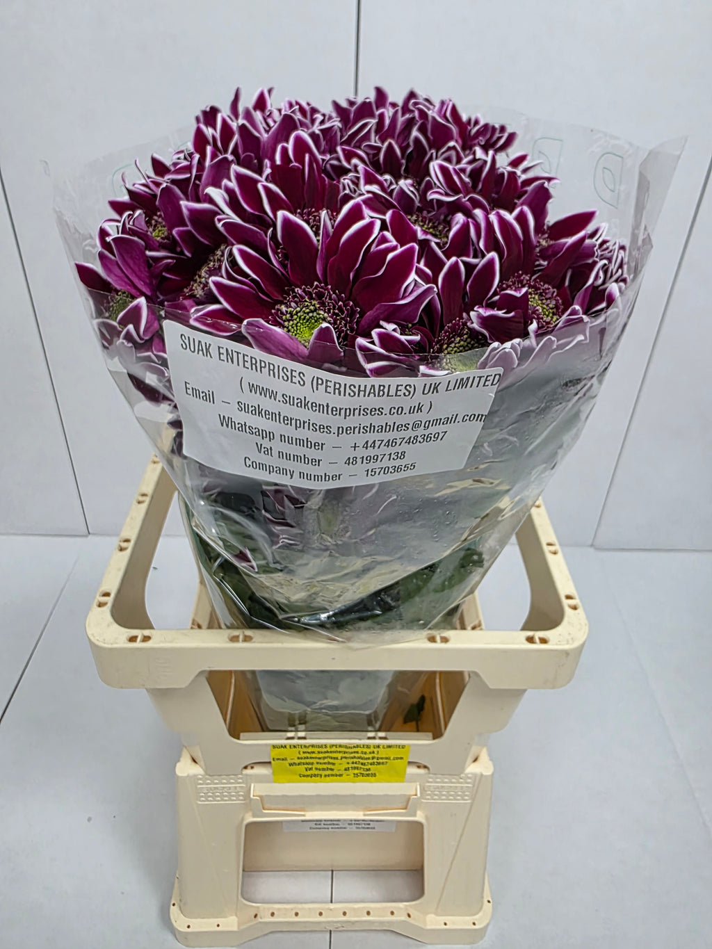 Farm Fresh Spray Chrysanthemum T Bolte (Bunch of 5 stems, Length 70cm) (PACK OF 2)