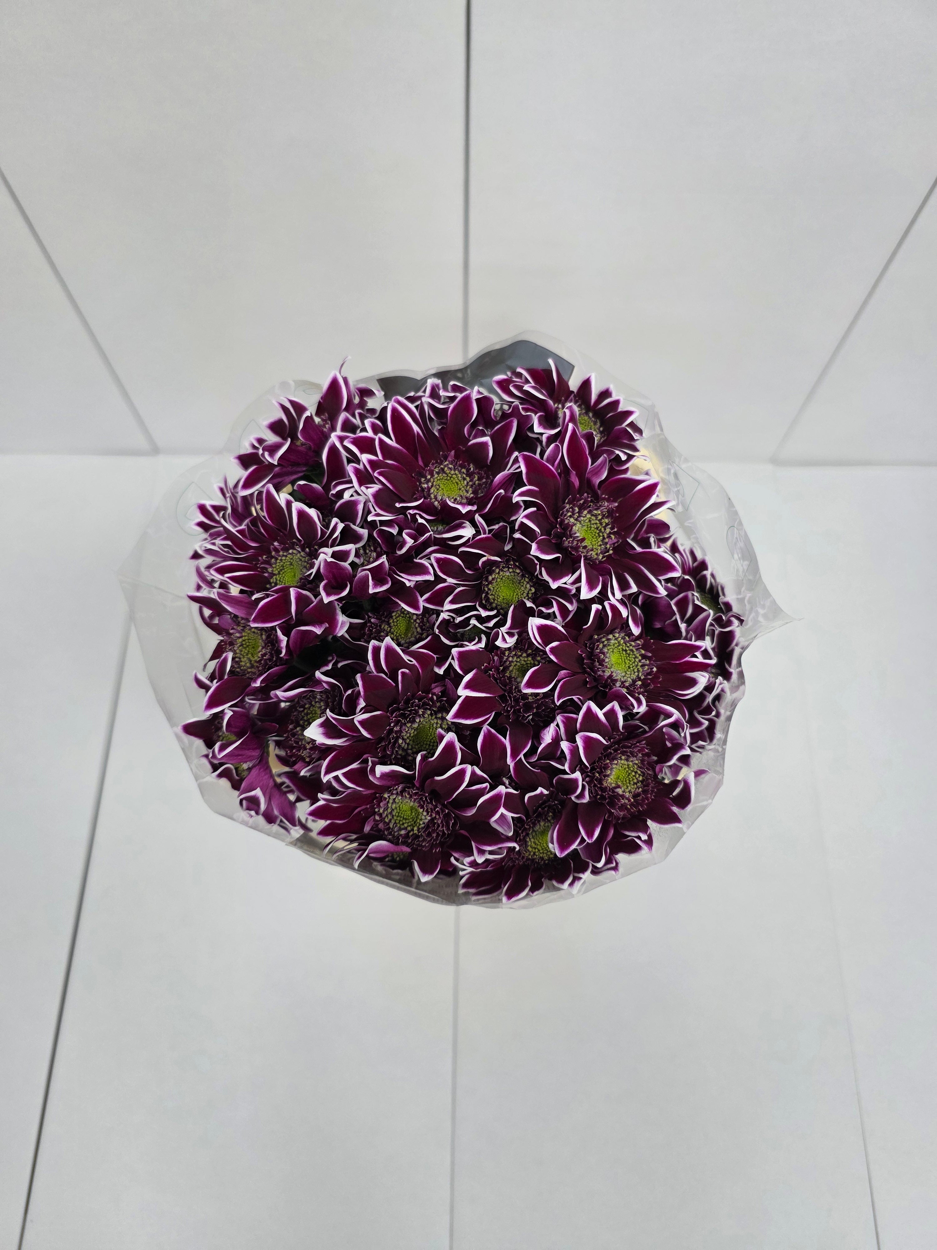 Farm Fresh Spray Chrysanthemum T Bolte (Bunch of 5 stems, Length 70cm) (PACK OF 2)