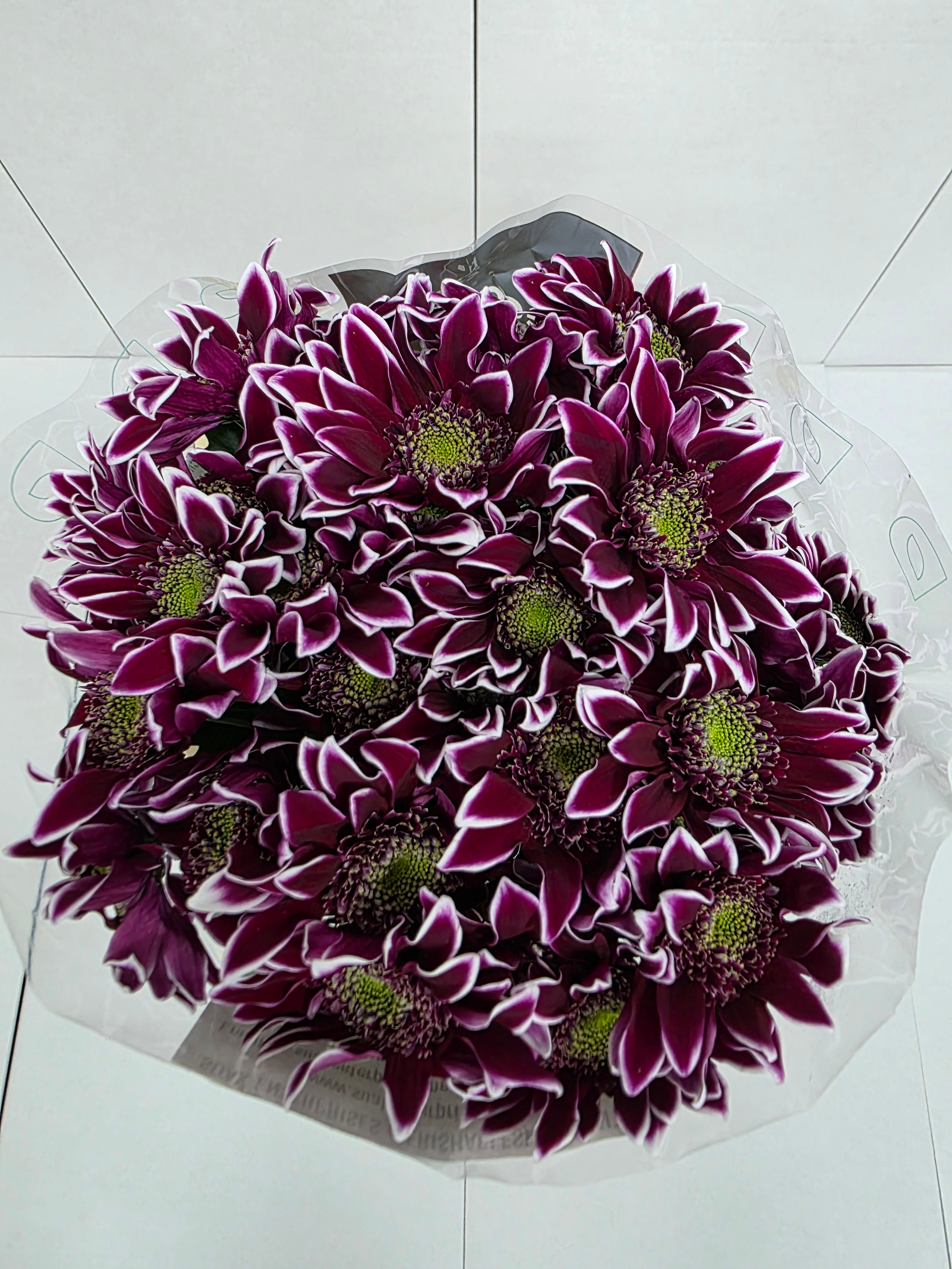 Farm Fresh Spray Chrysanthemum T Bolte (Bunch of 5 stems, Length 70cm) (PACK OF 2)